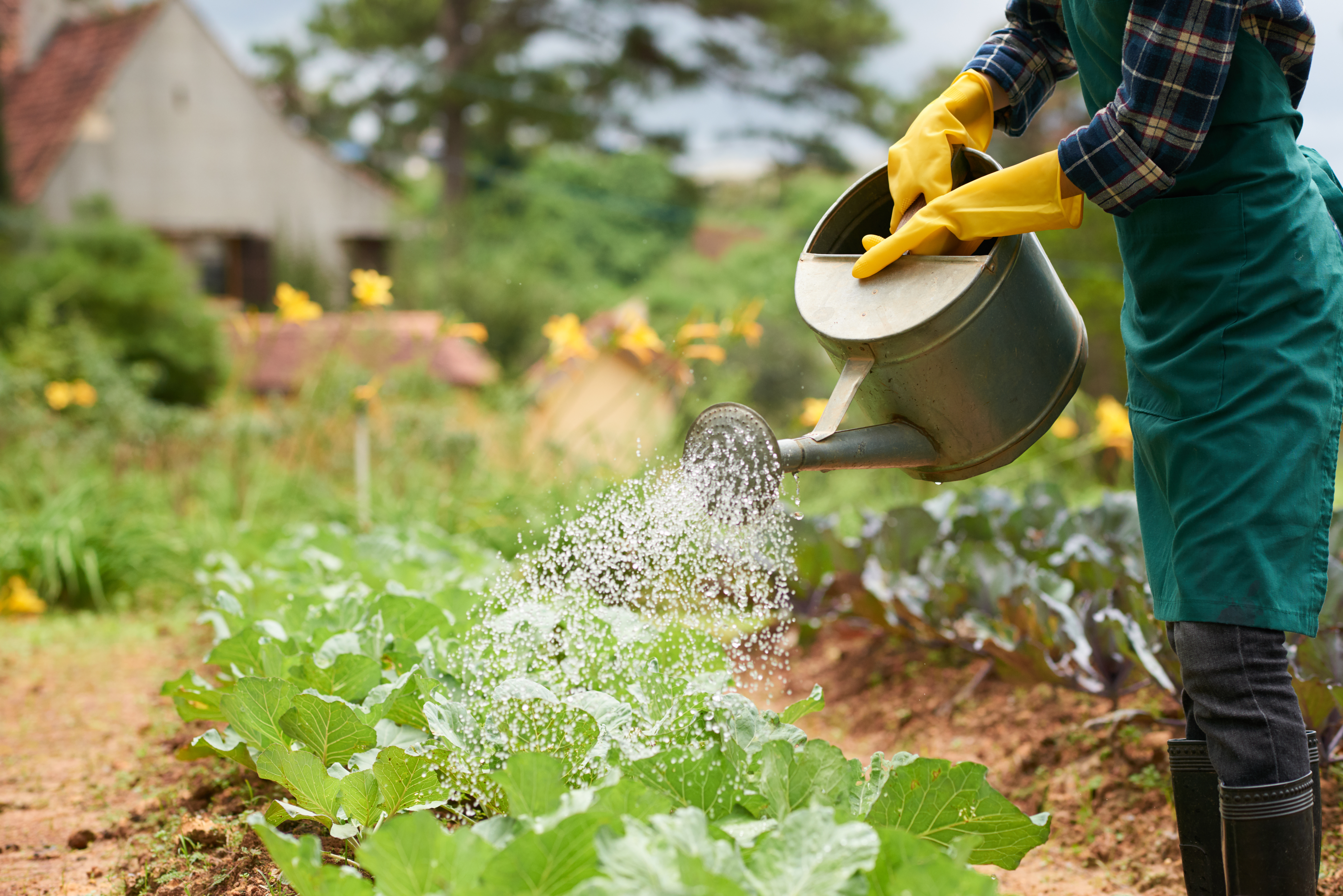 Watering vegetables