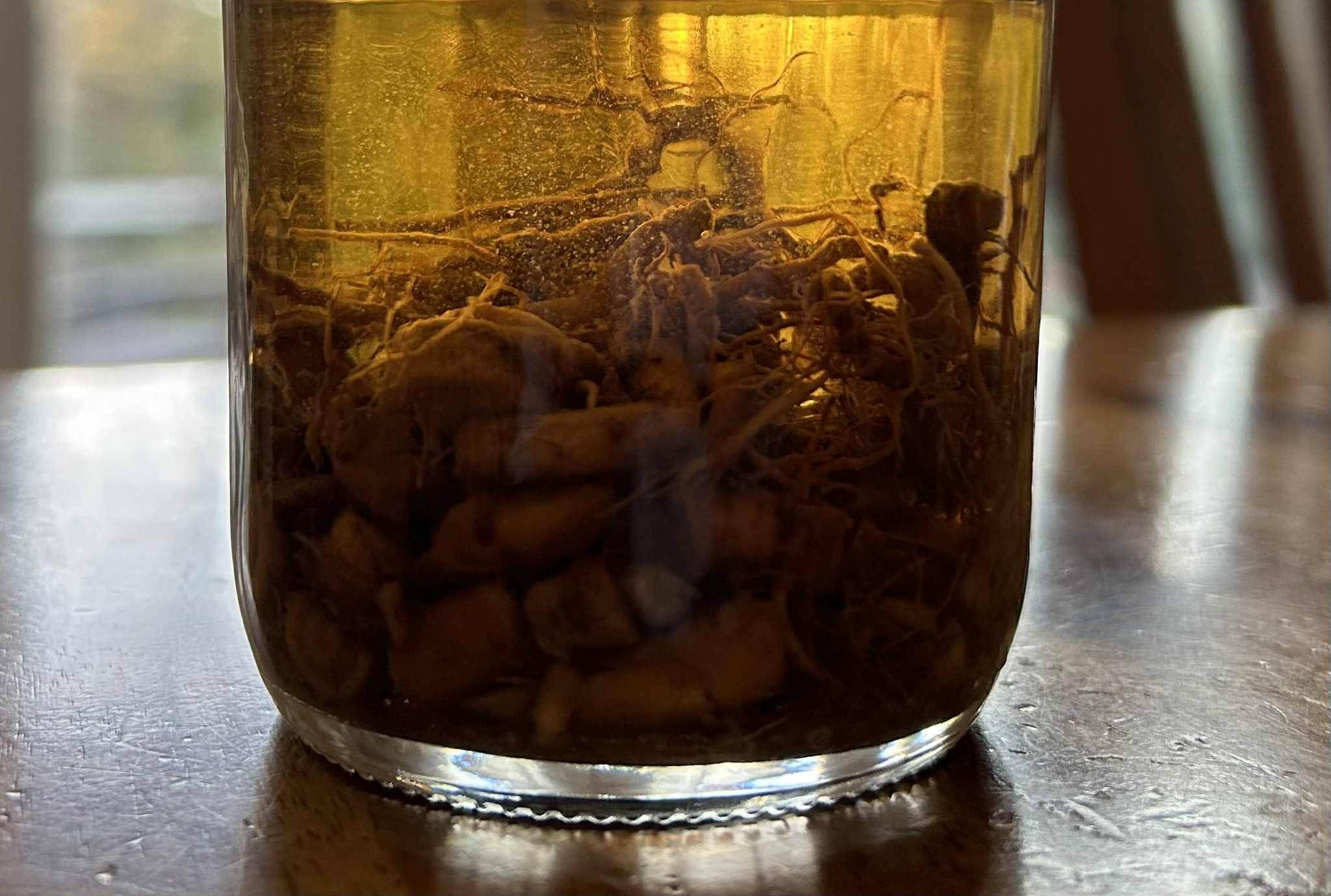 Chopped up ashwagandha roots being tinctured in alcohol
