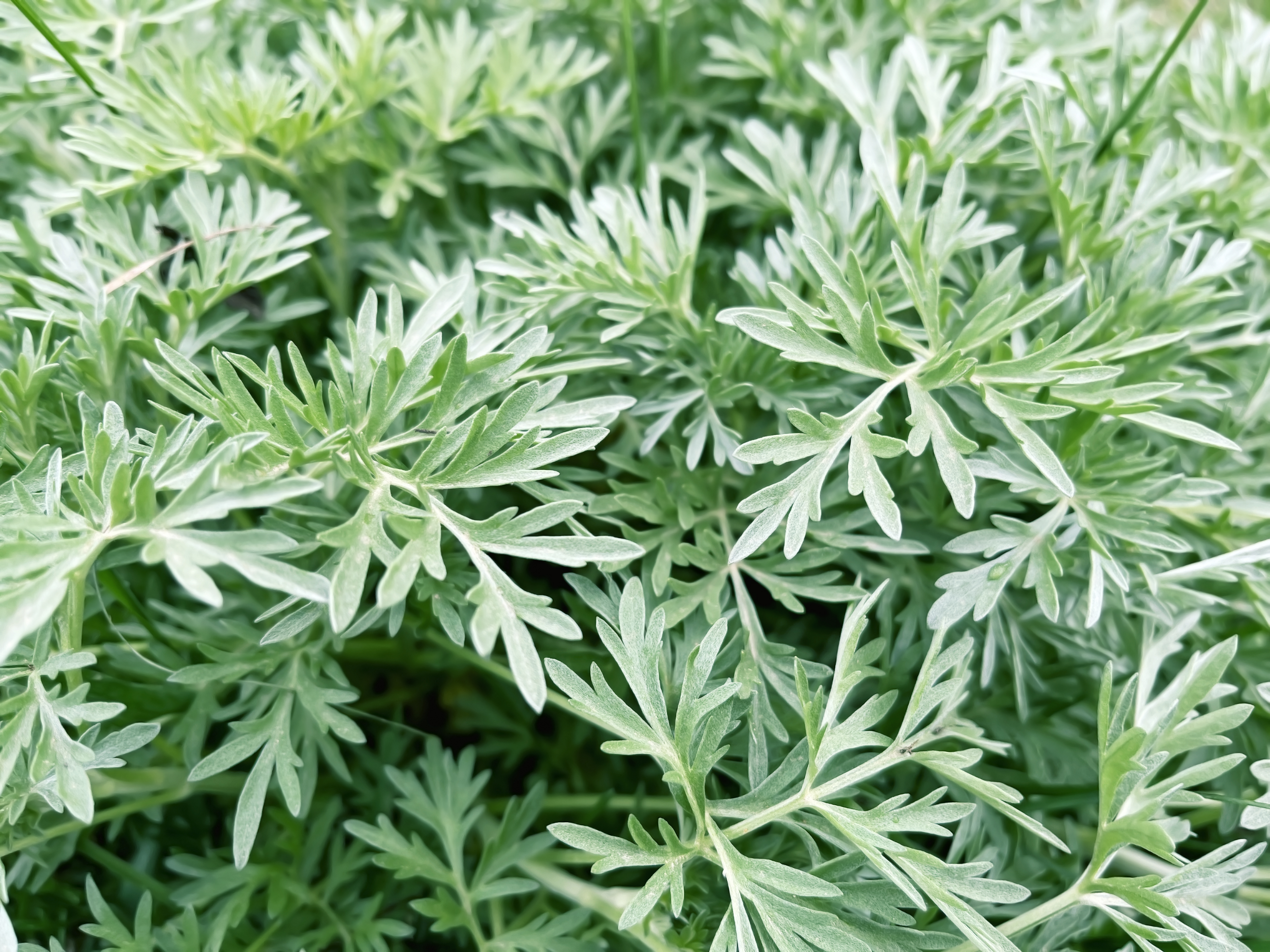 Close up of the silvery-green foliage of wormwood