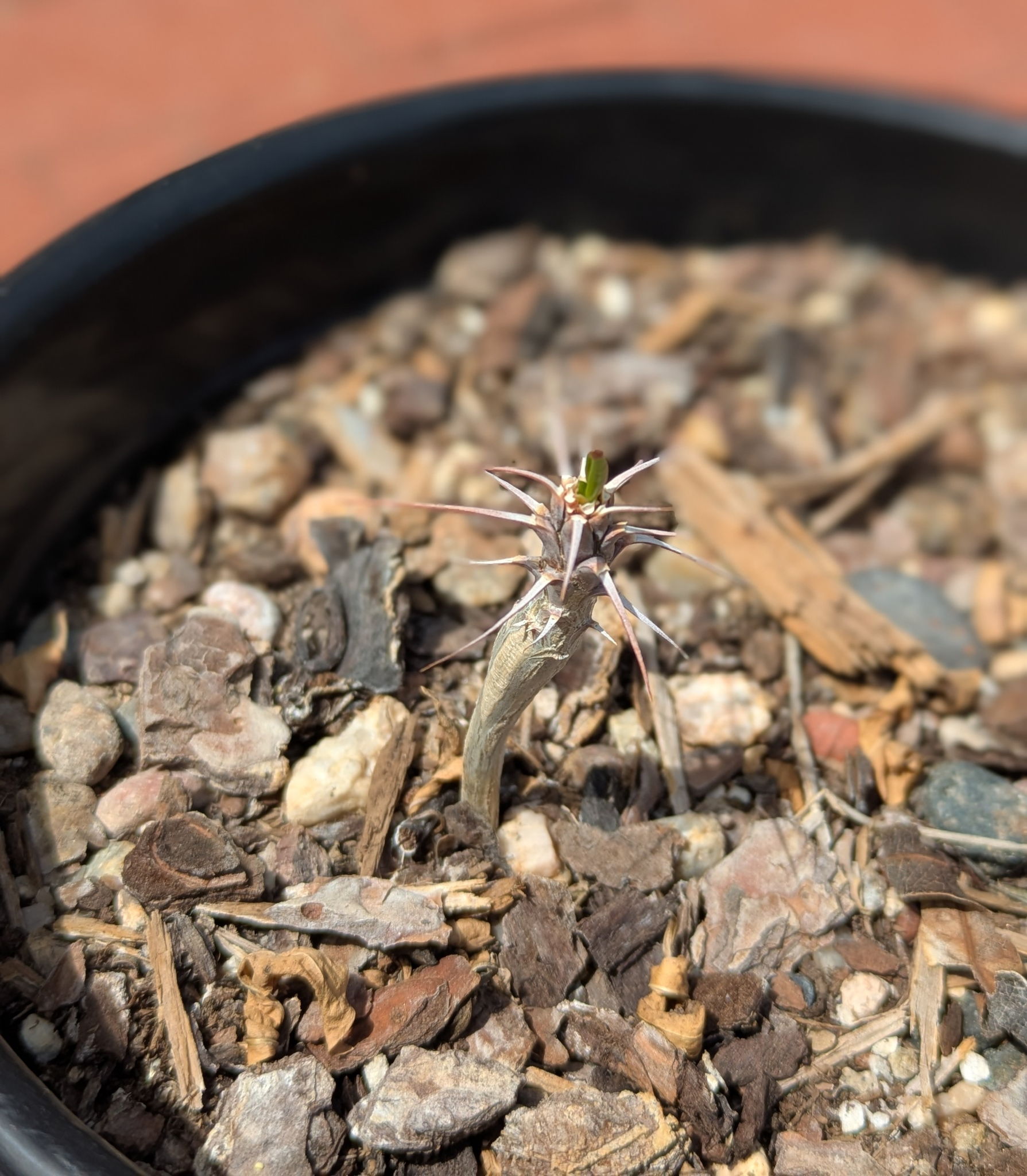 Young ocotillo with 1 leaf in a small garden pot