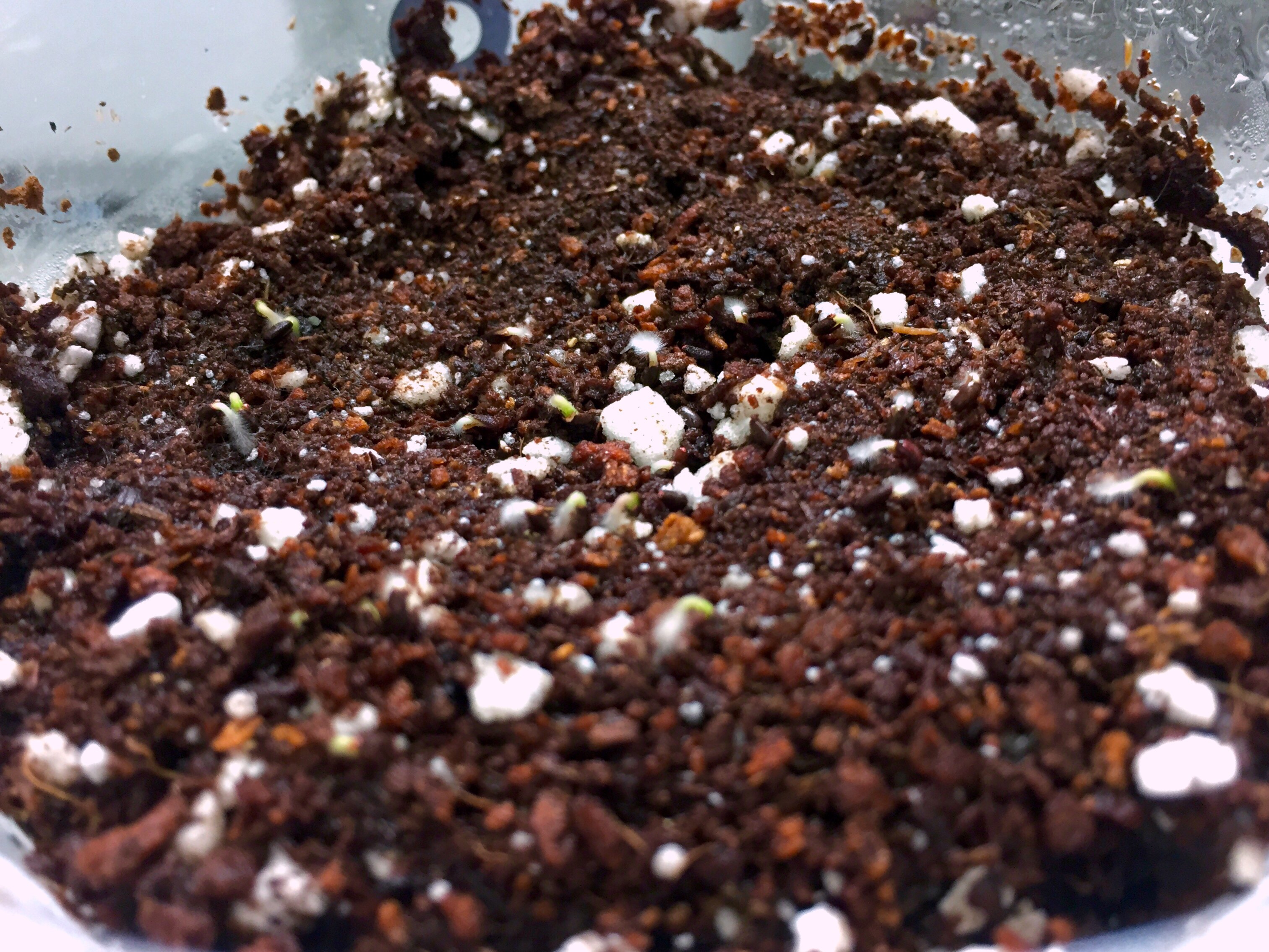 Creating a good soil blend is very important.