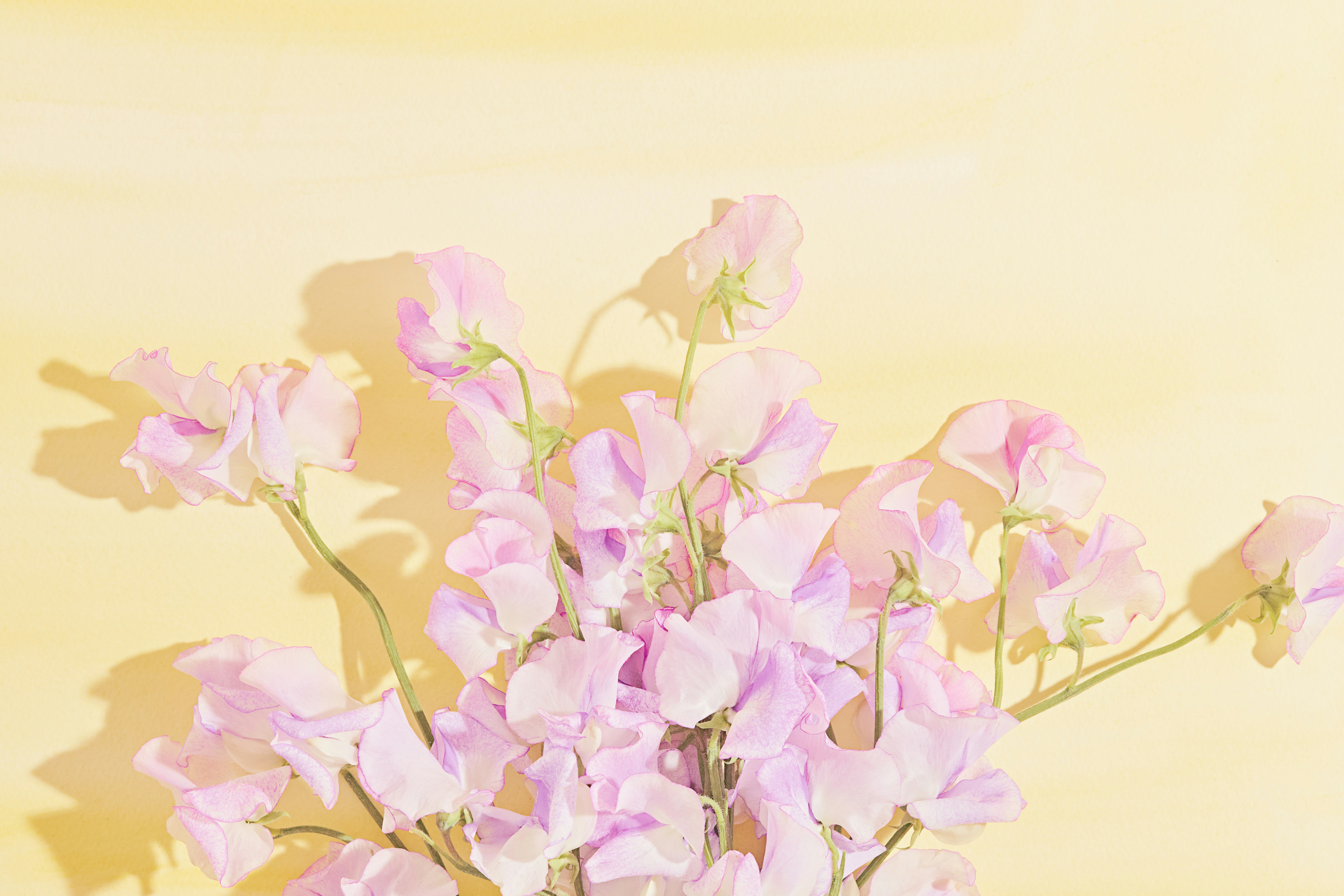 Pink sweet pea flowers against a yellow backdrop