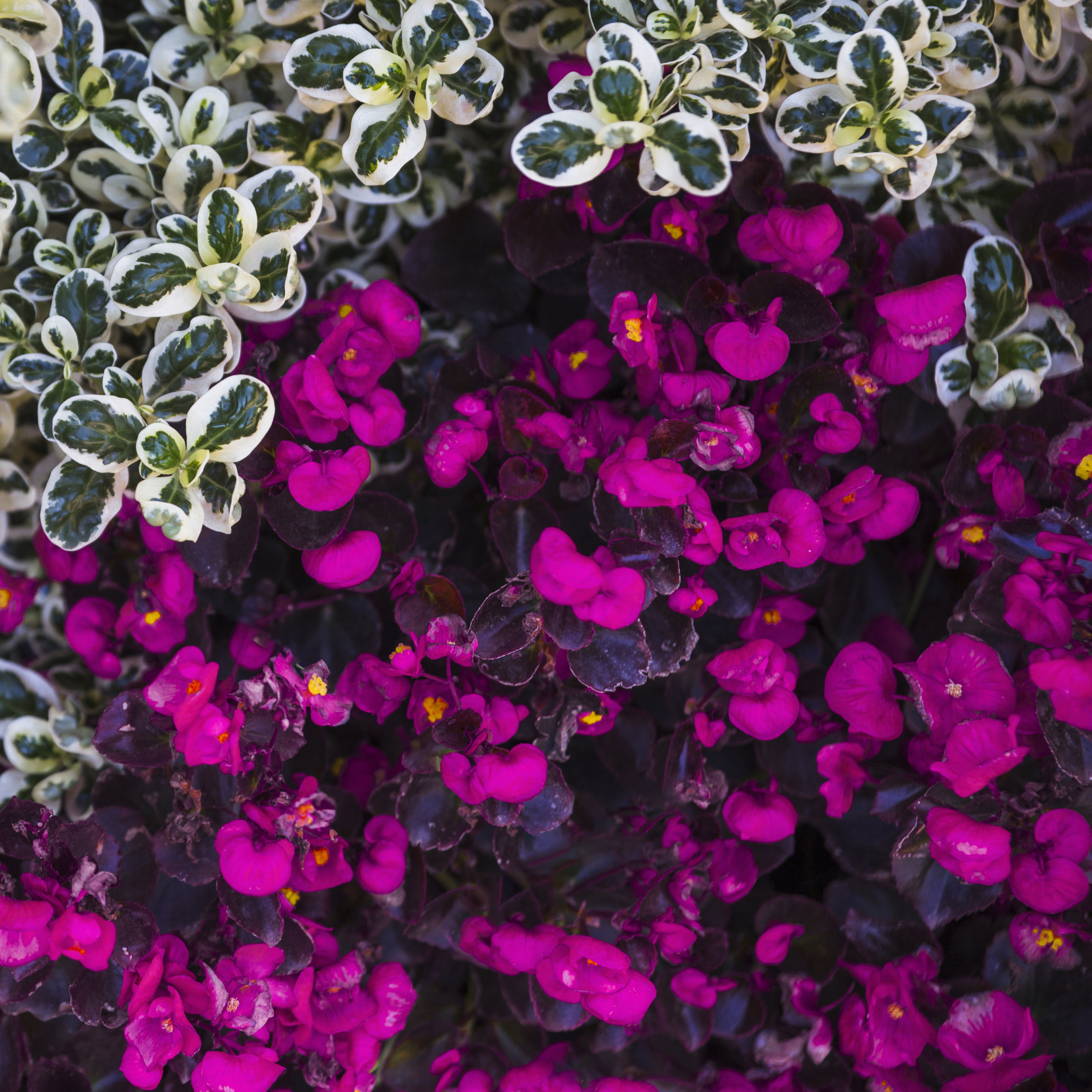 Vibrant pink flowers next to a plant with green and white variegated leaves