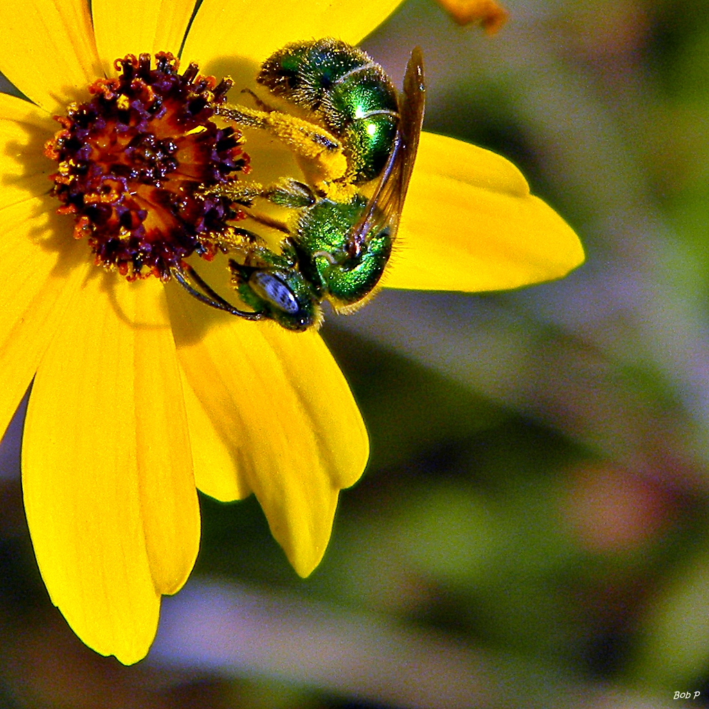 Native green bee on yellow flower