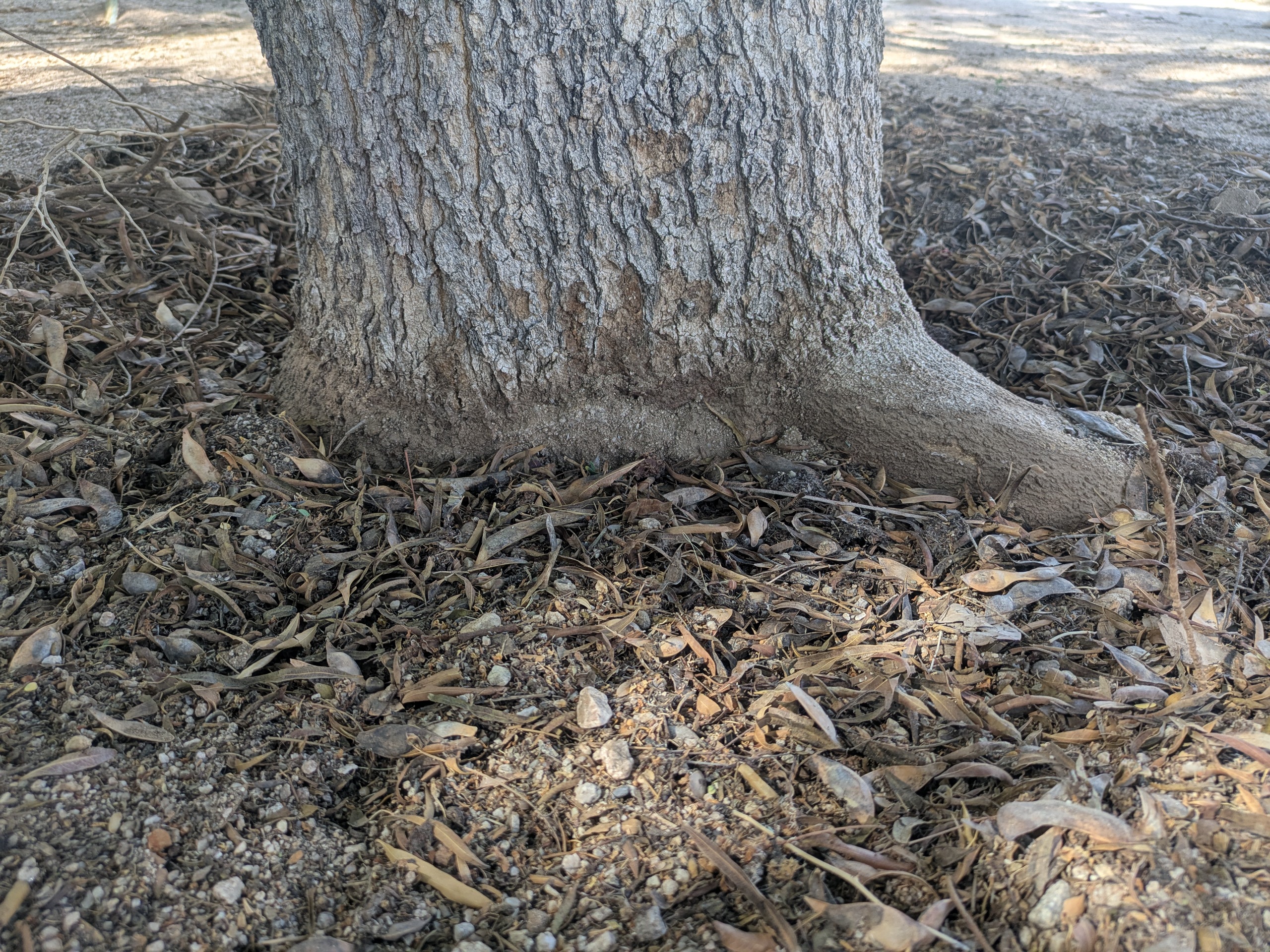 Palo Verde with old bury mark line