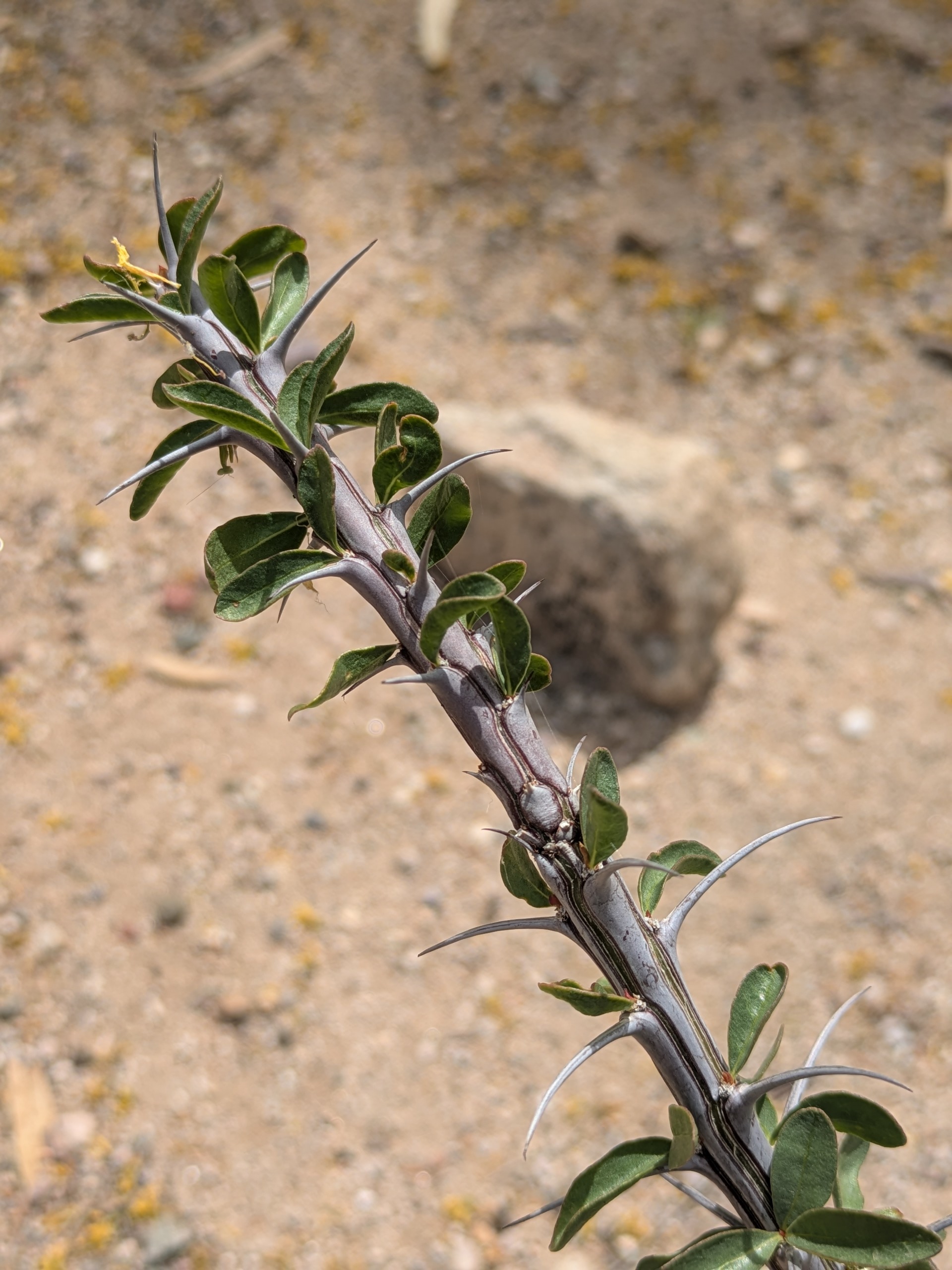 Young ocotillo cane