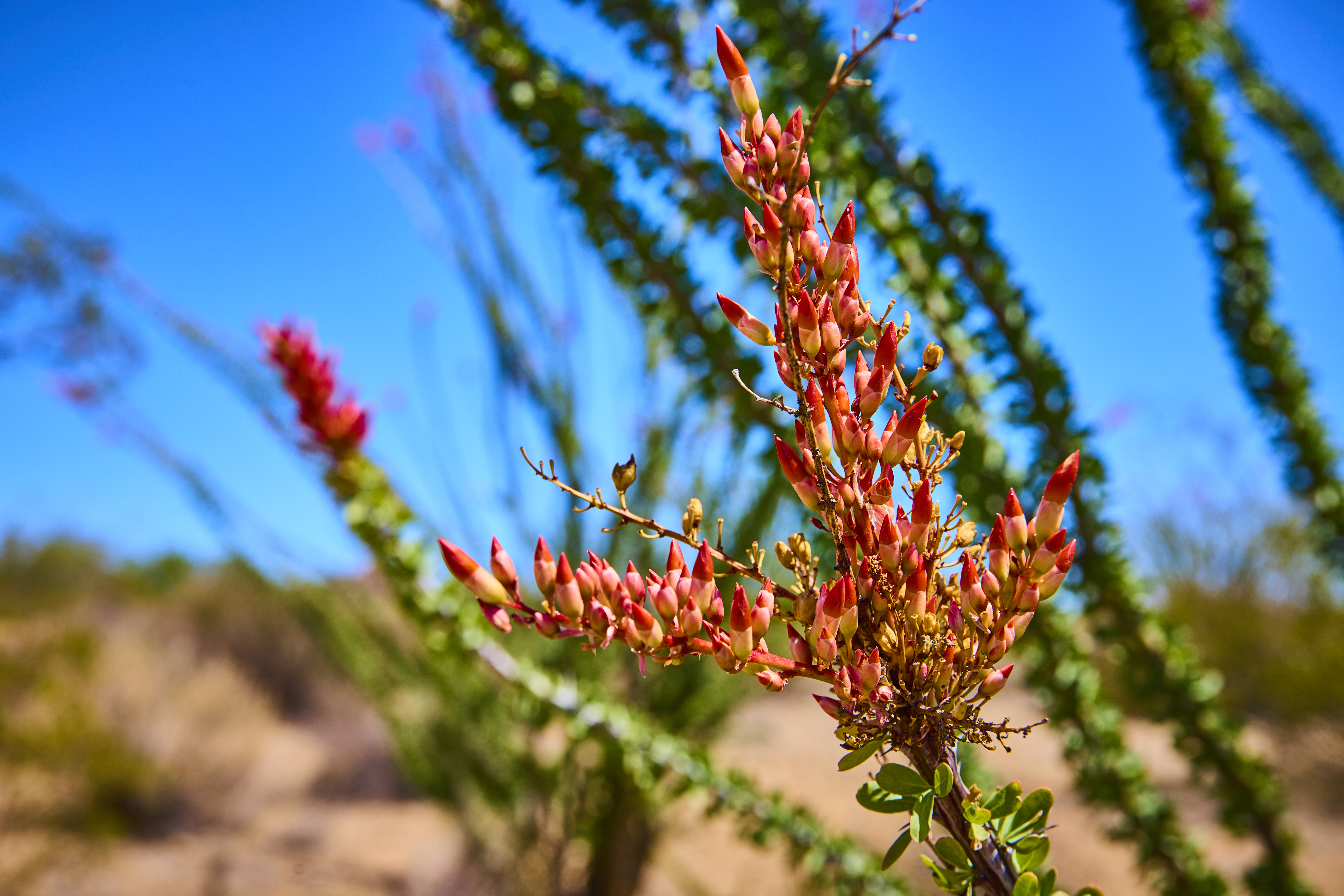 Ocotillo plant in bloom with red flowers