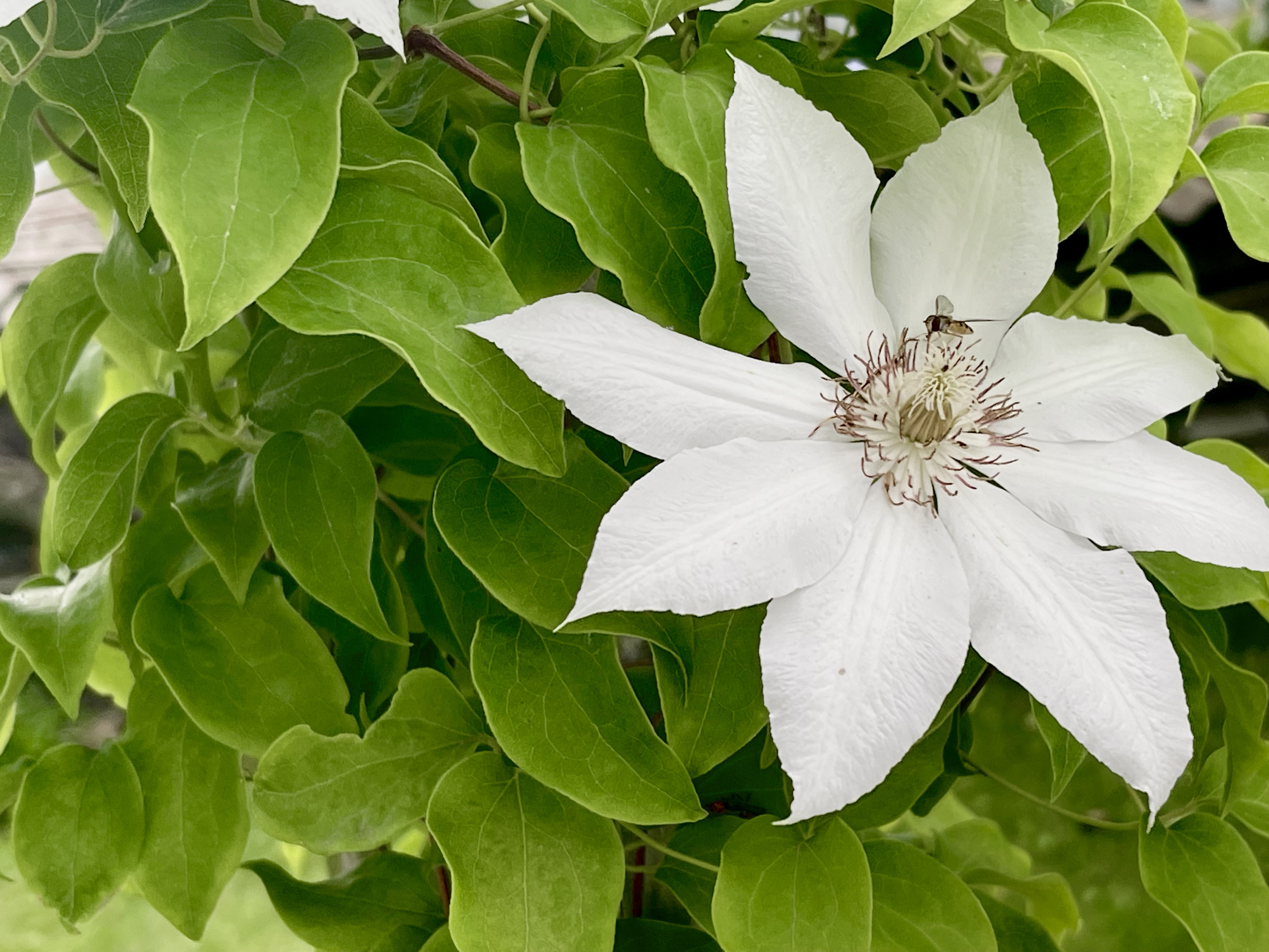 White clematis flower with a hoverfly
