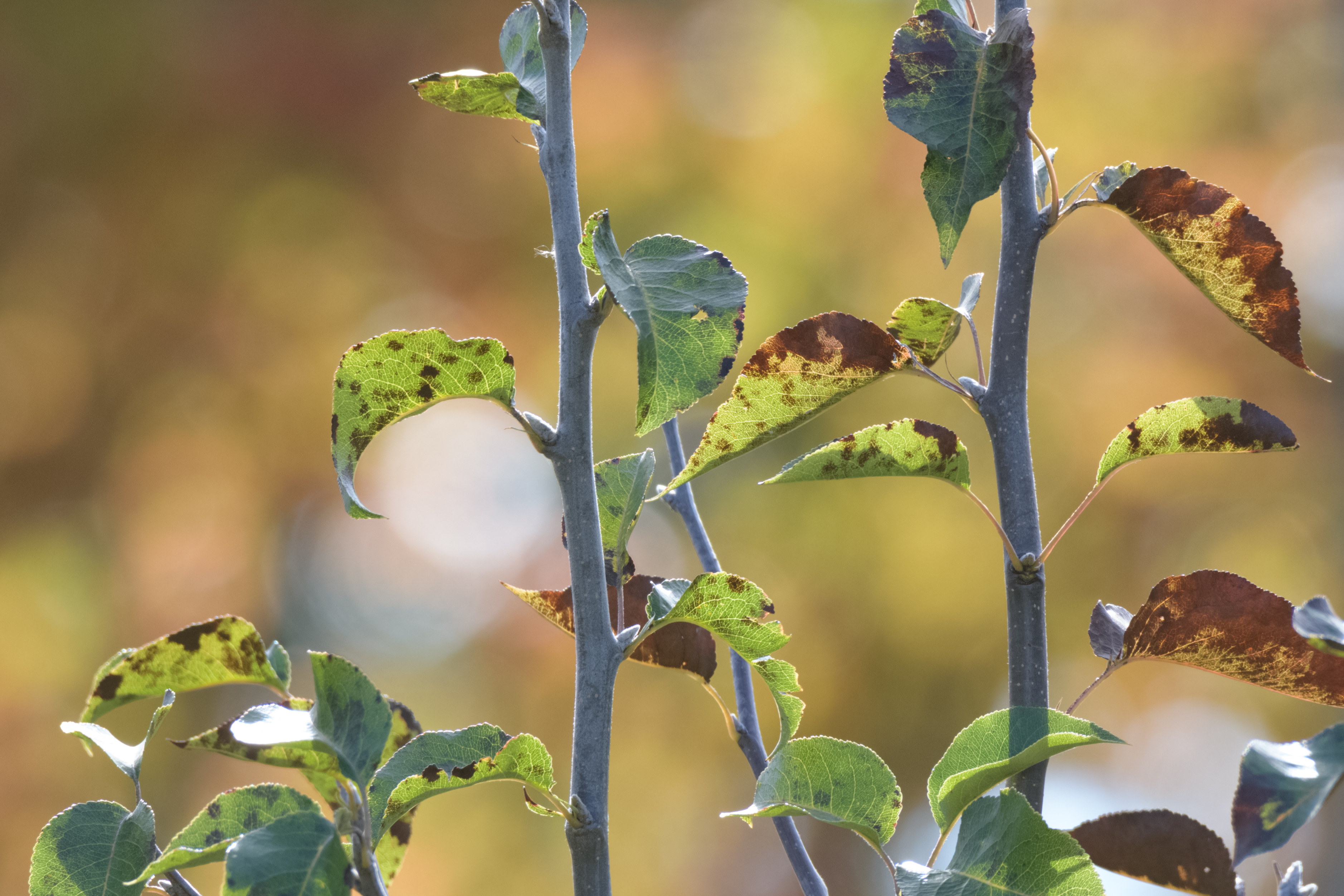 nutrient deficient plant