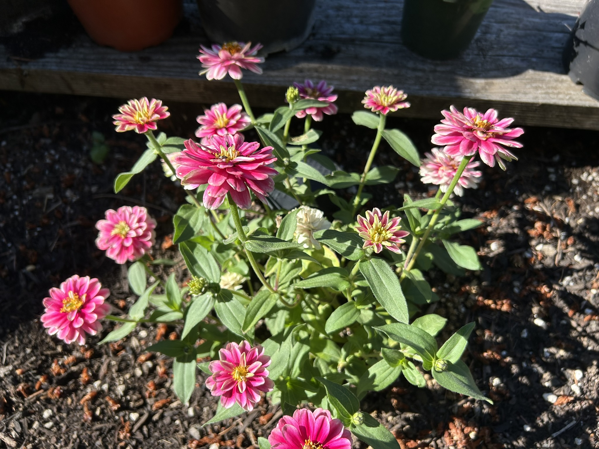 Pink zinnia flowers 