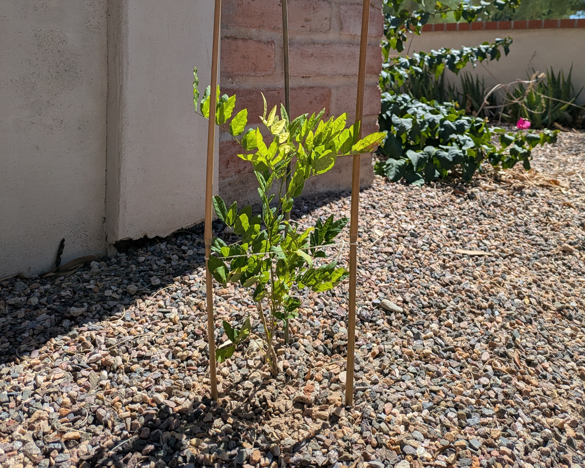 Wisteria plant with triangle trellis