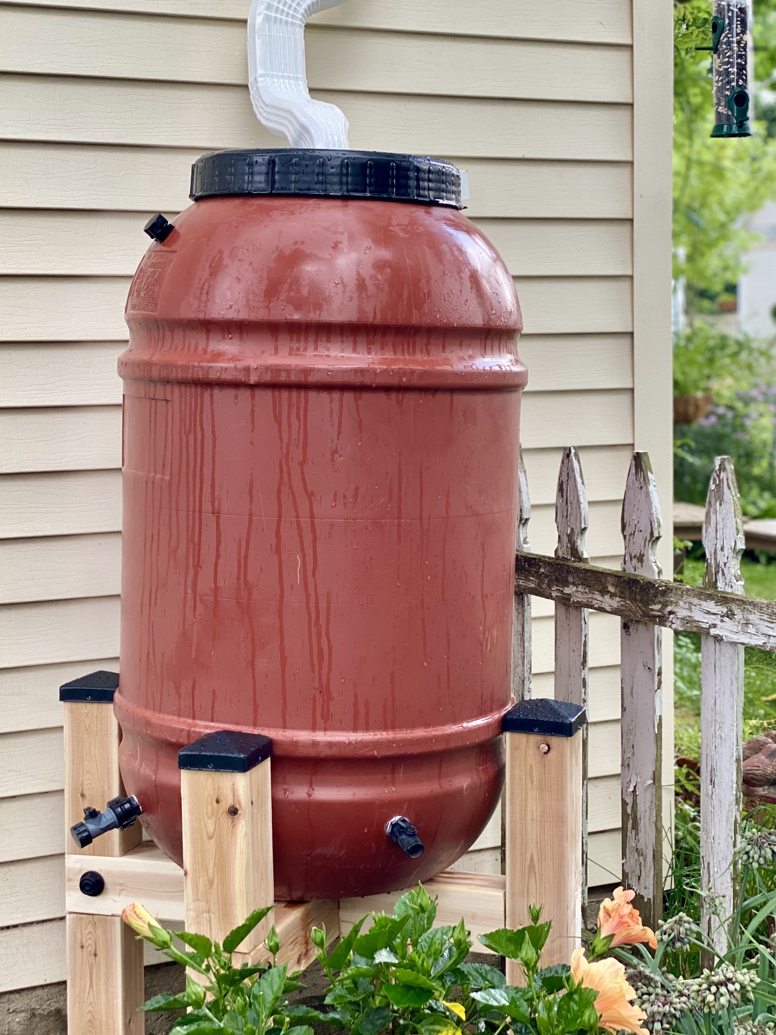 Rain barrel connected to a house downspout