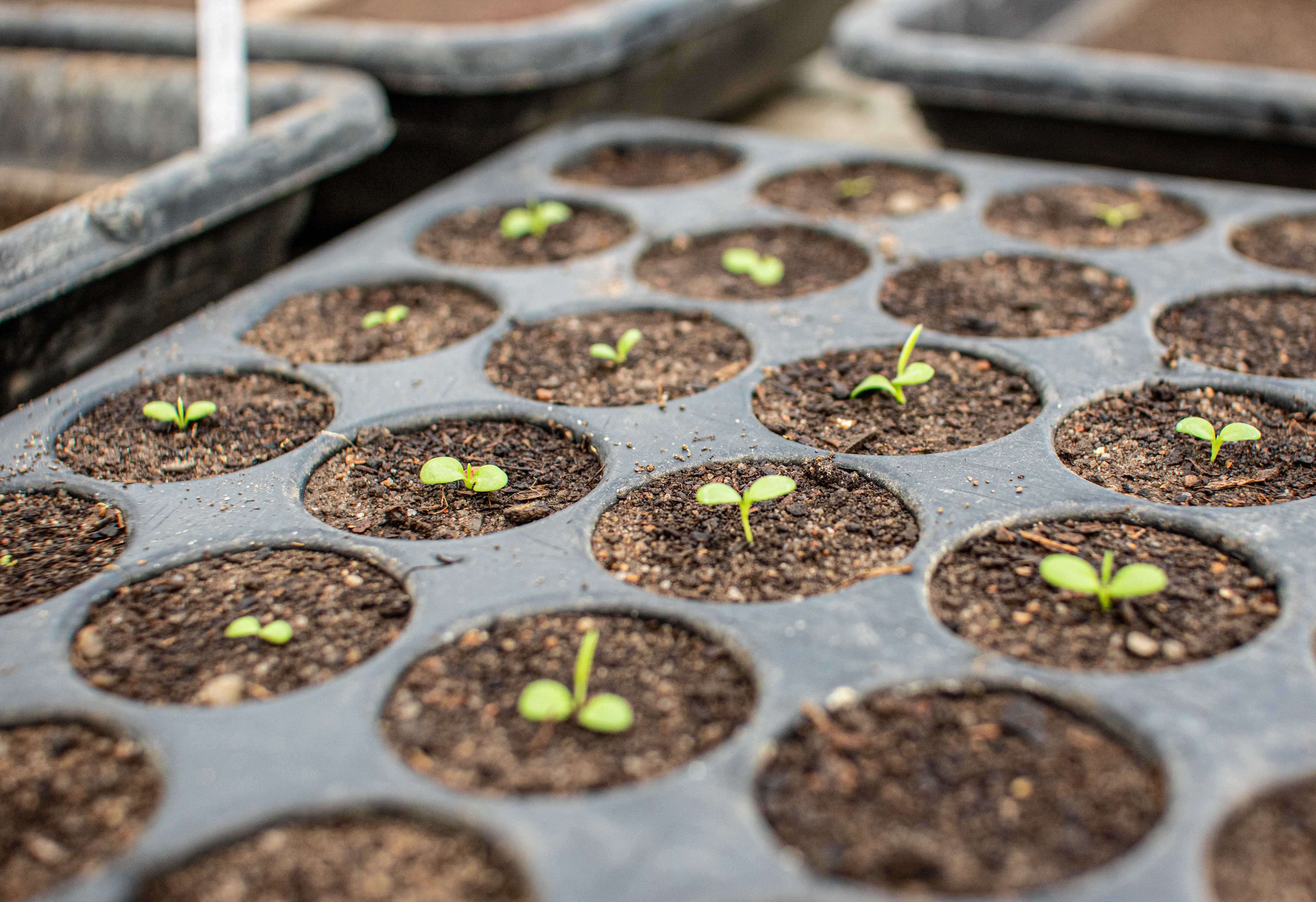 Seed starting tray with the individual cells full of soil with small seedlings growing out of them