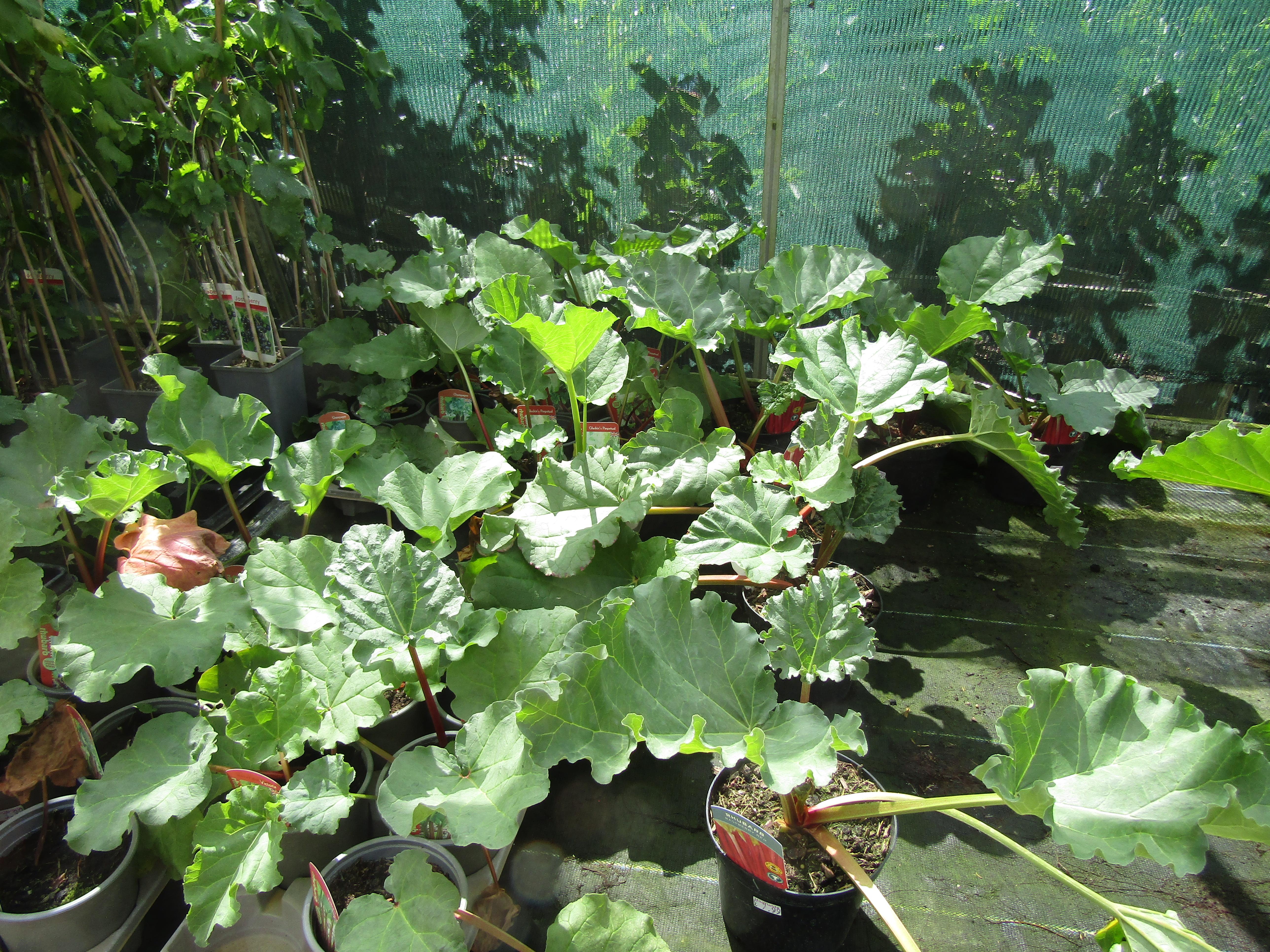 
"[-2022-06-13 Rhubarb plants (Rheum rhabarbarum), Hadfields Nursery, Yarmouth Road, North Walsham](https://commons.wikimedia.org/w/index.php?curid=119243484)" by [Kolforn (Kolforn)](https://commons.wikimedia.org/wiki/File:Flag-globe-2.gif) licensed under [CC BY-SA 4.0](https://creativecommons.org/licenses/by-sa/4.0/?ref=openverse).