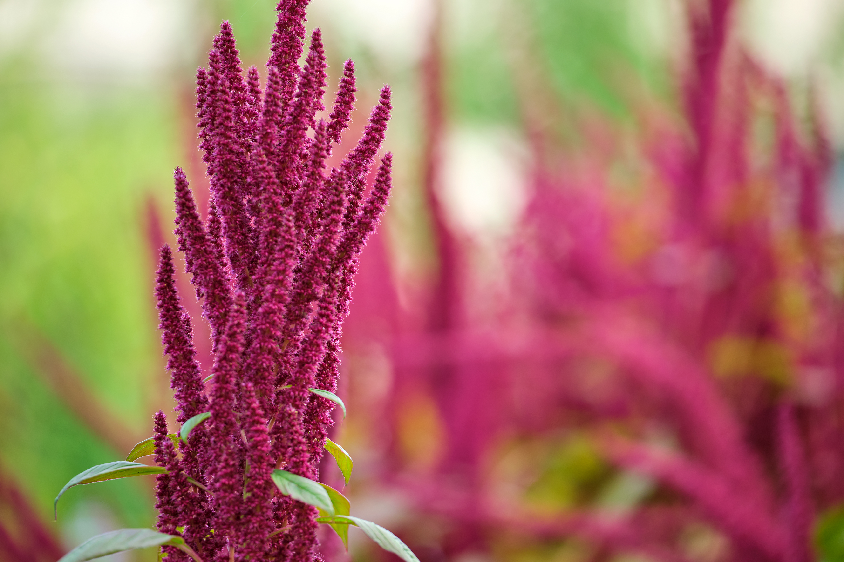 Amaranth plant