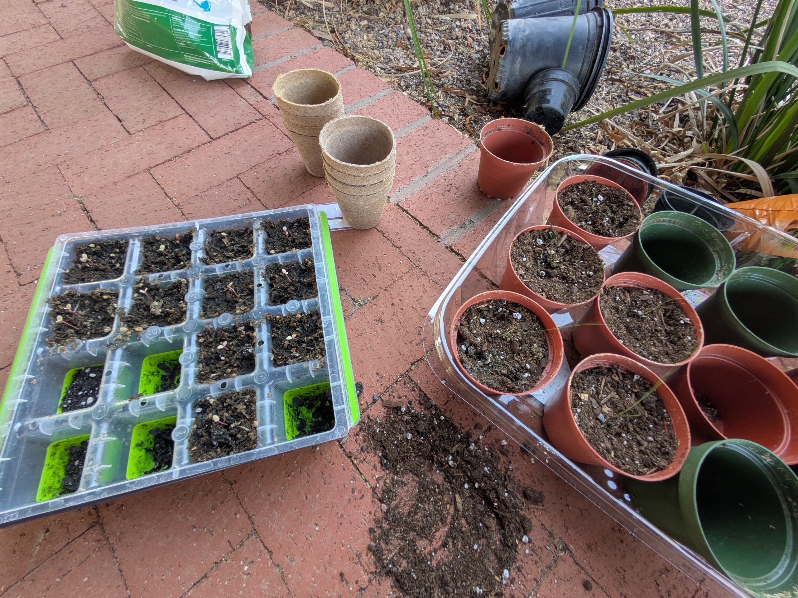 Garden pots, soil, and seedlings.