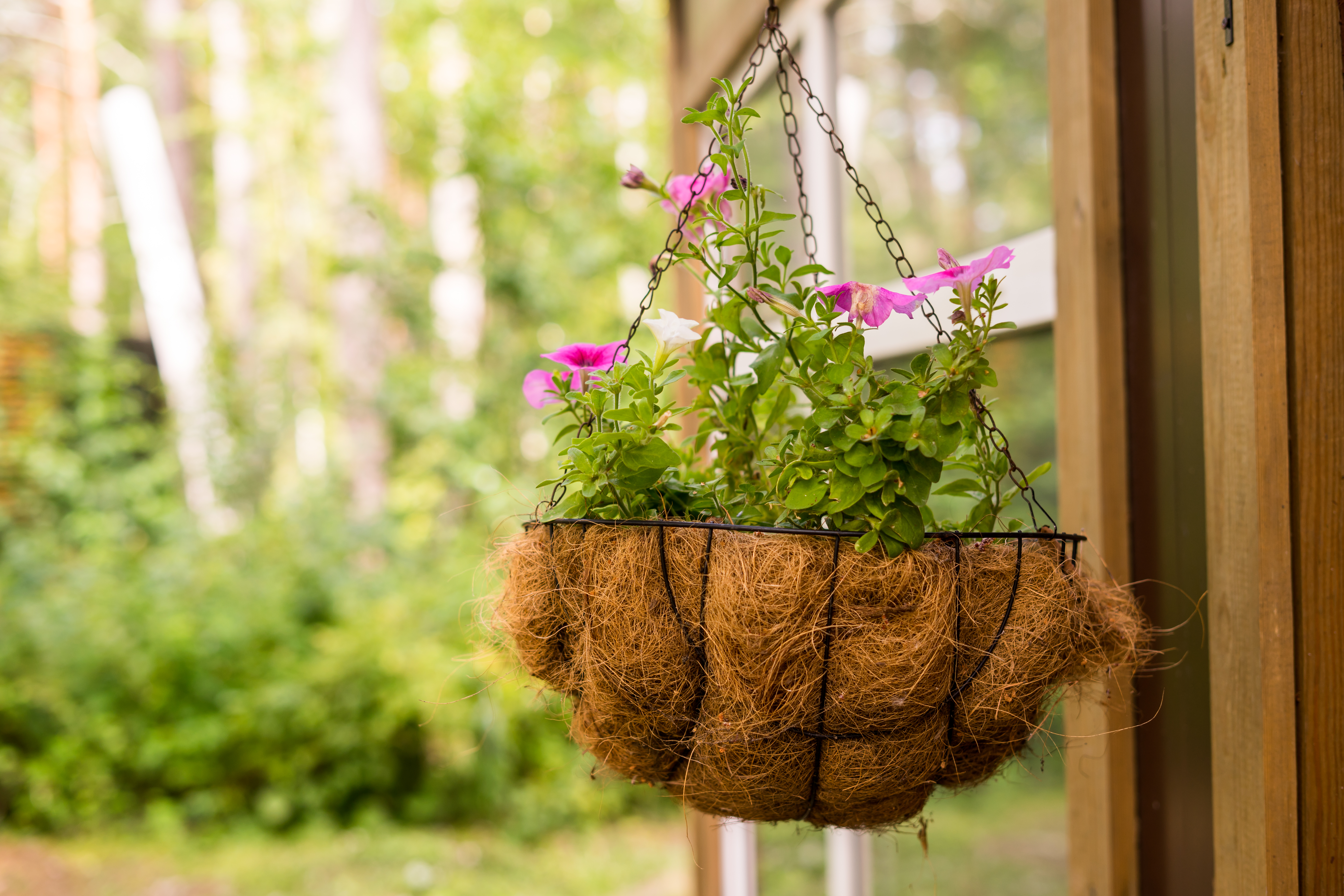 hanging basket with pink flowers