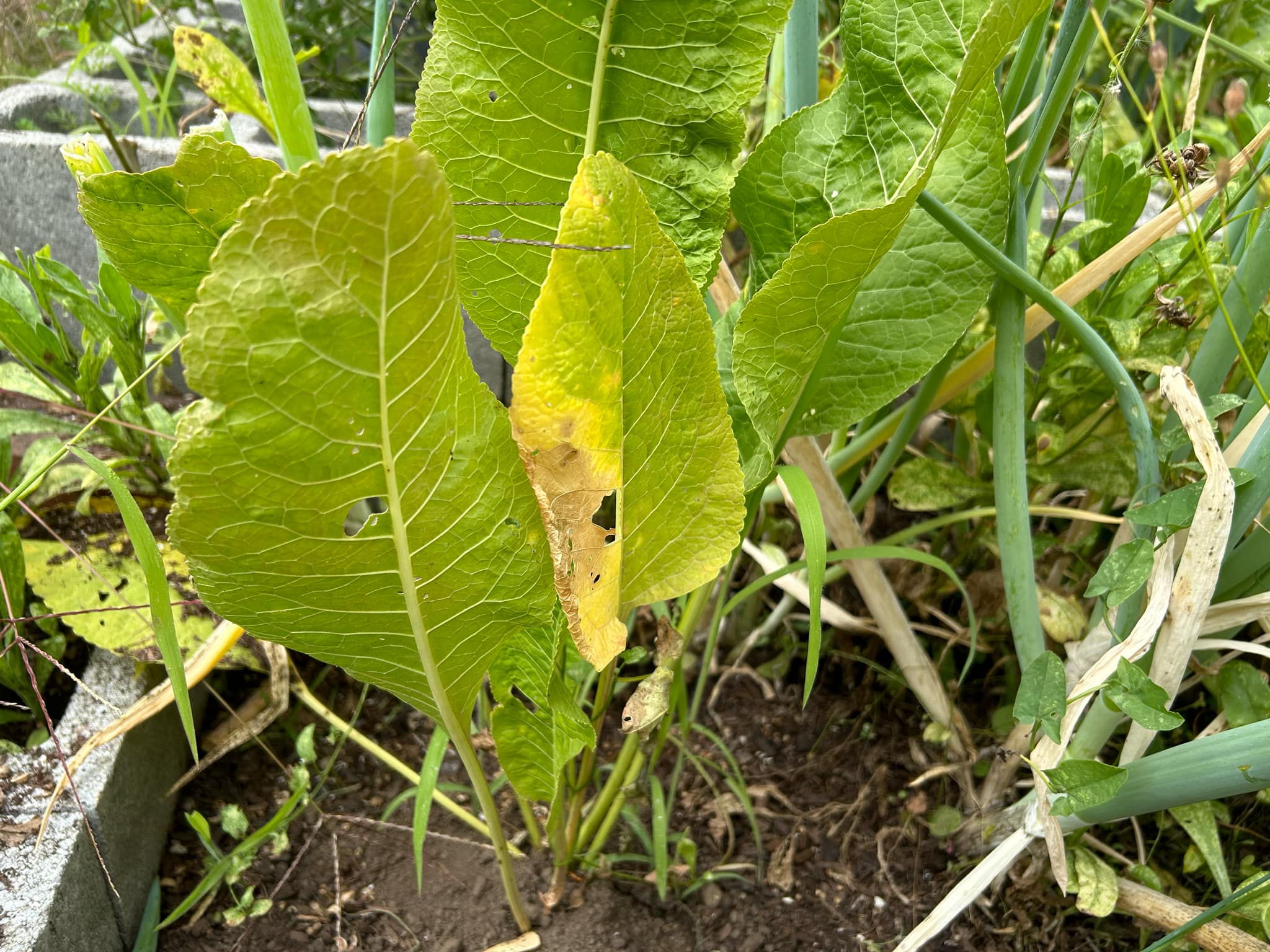 Horseradish plant with yellowing of leaves