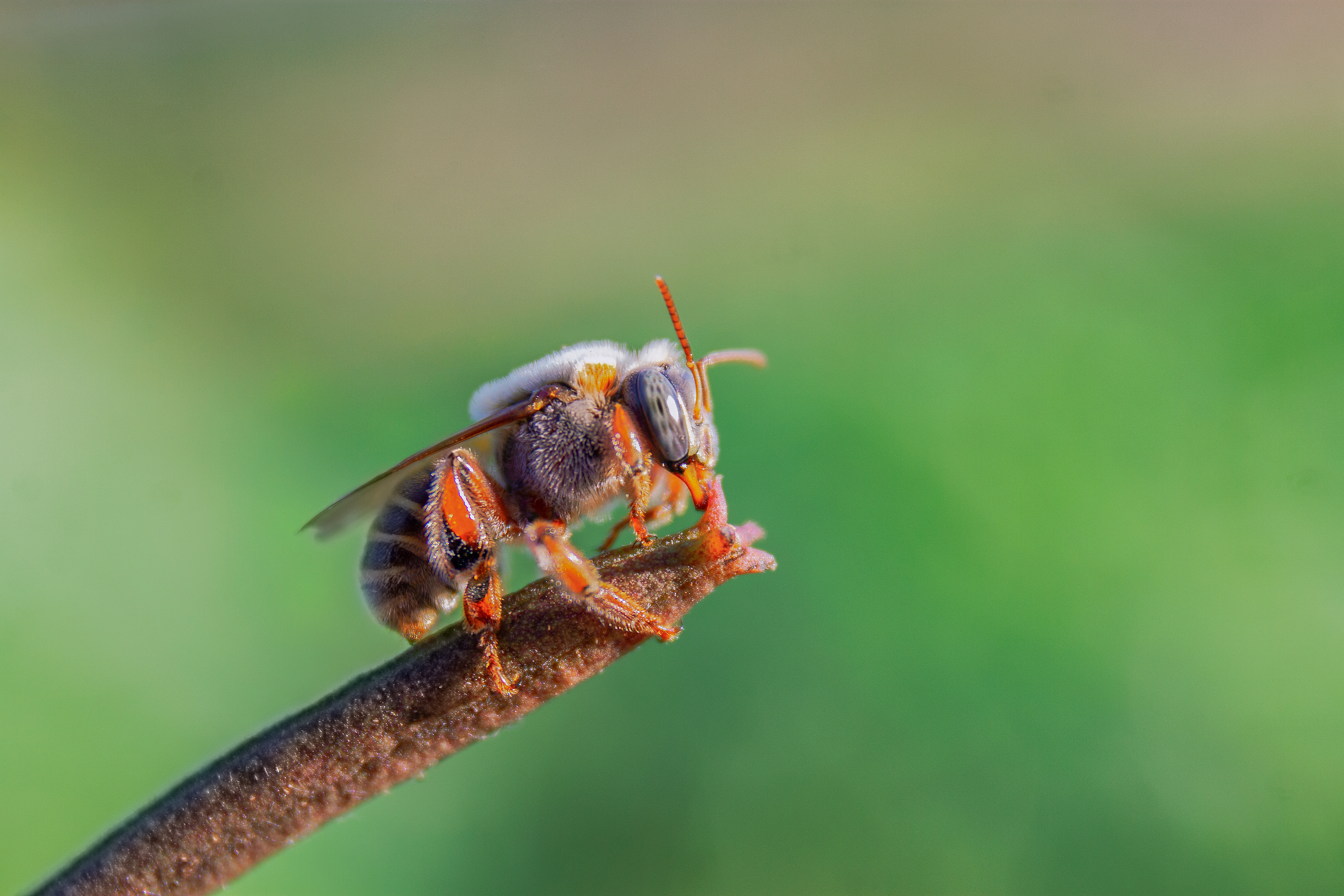 Native Wool Carder Bee atop a reed
