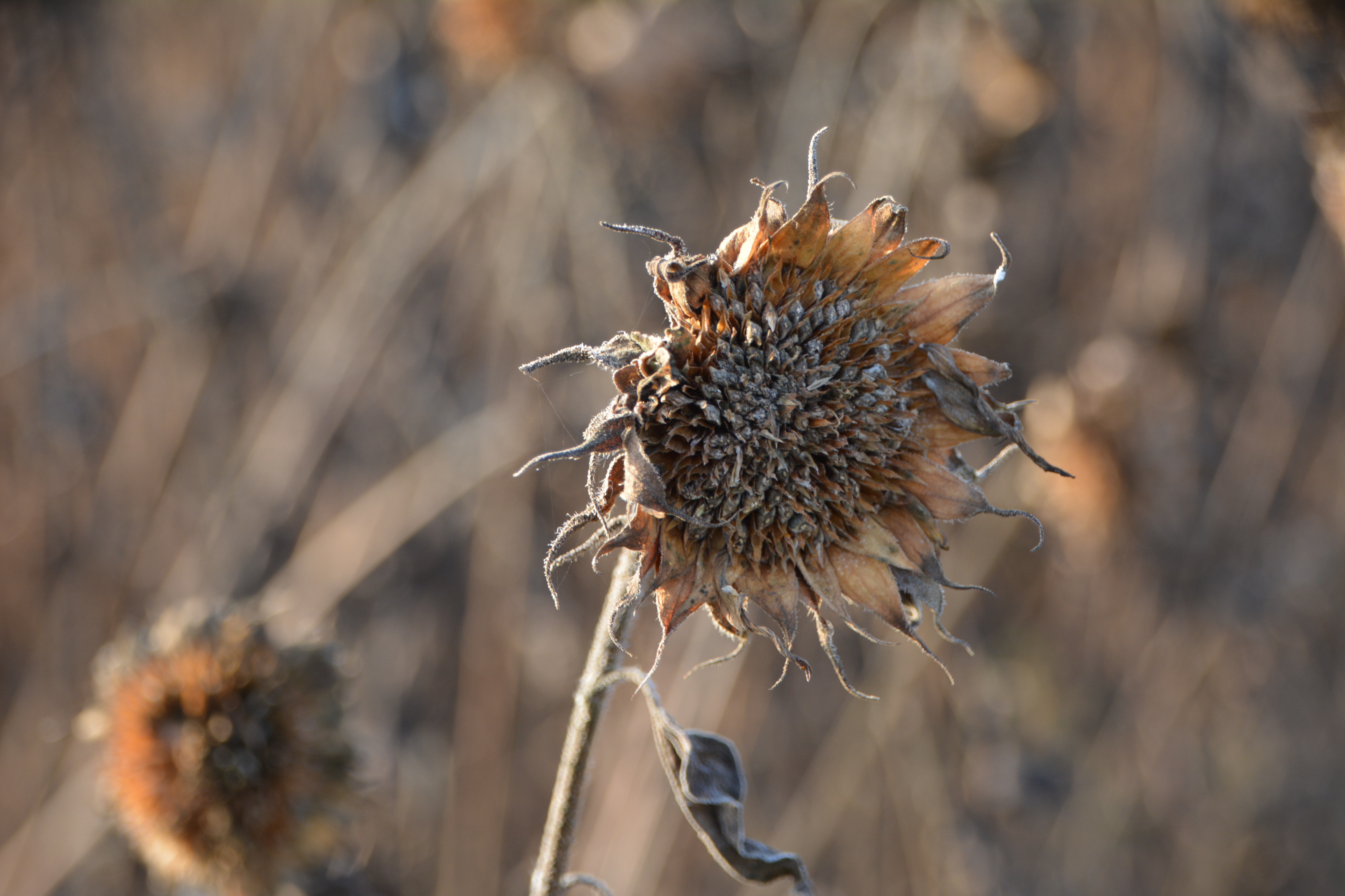 Close-up of a dried sunflower head with curling petals and visible seeds, set against a blurred background of faded garden plants in late summer.