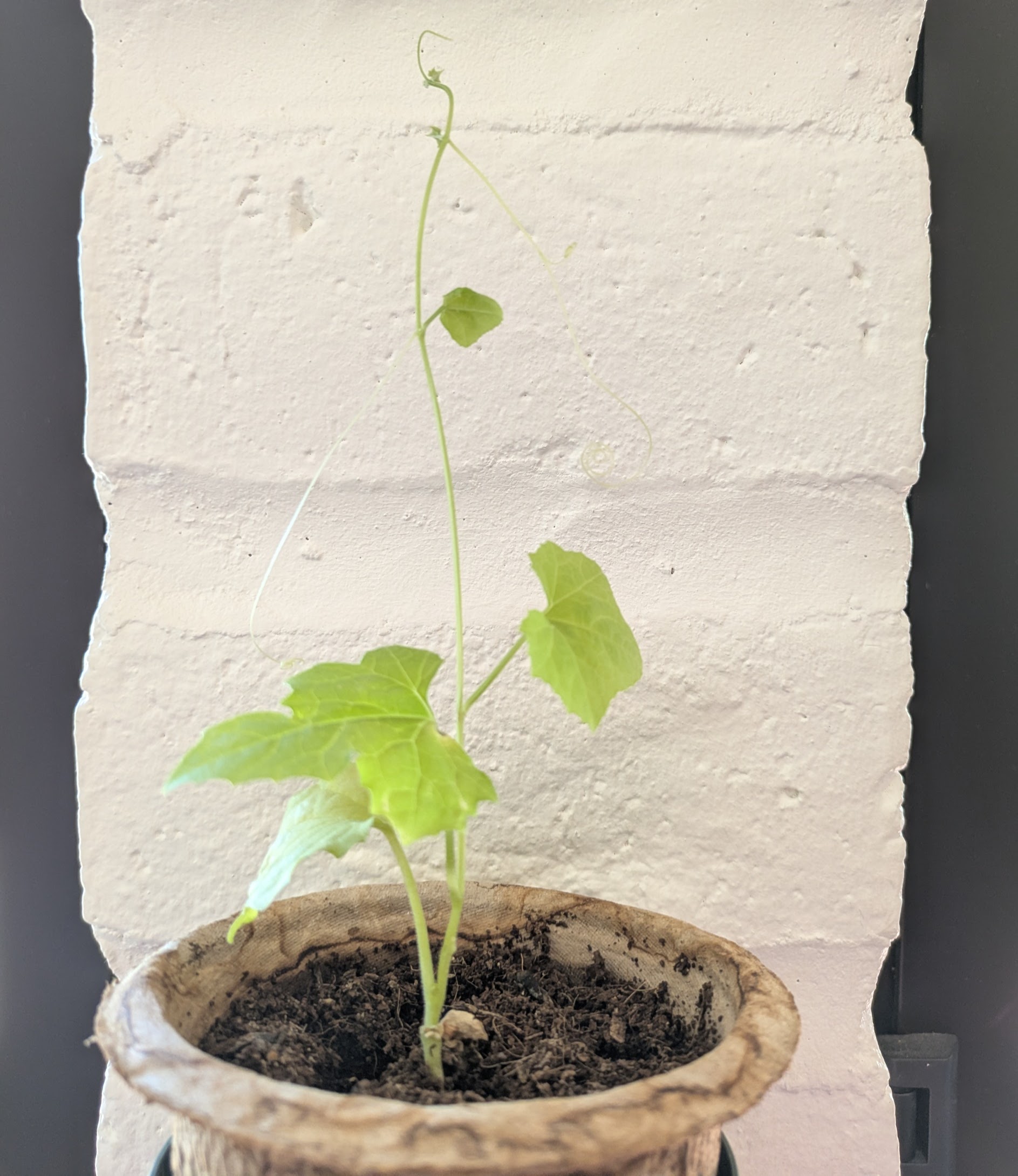 Loofah seedling