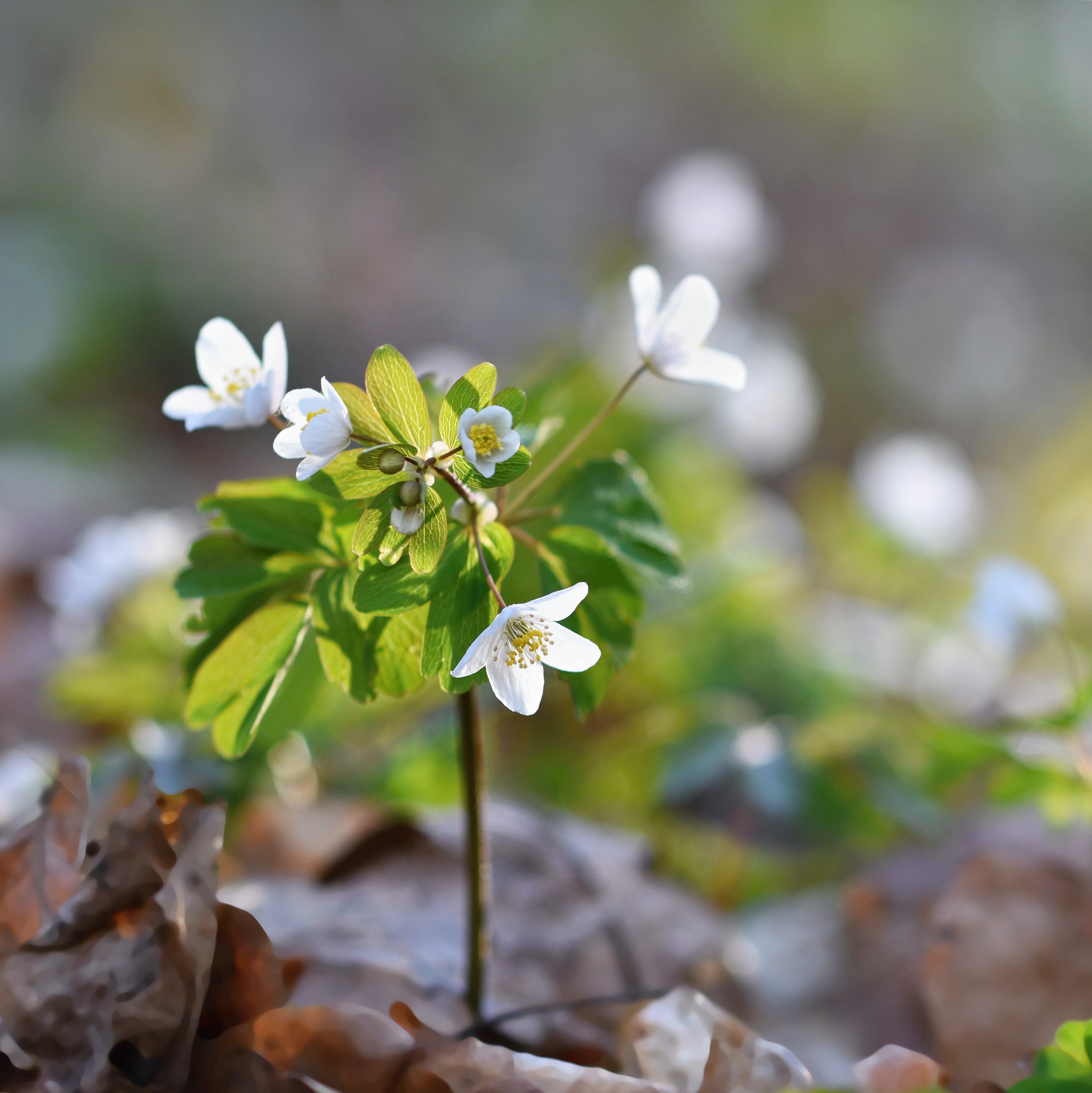 Small white anemone growing through leaf mulch