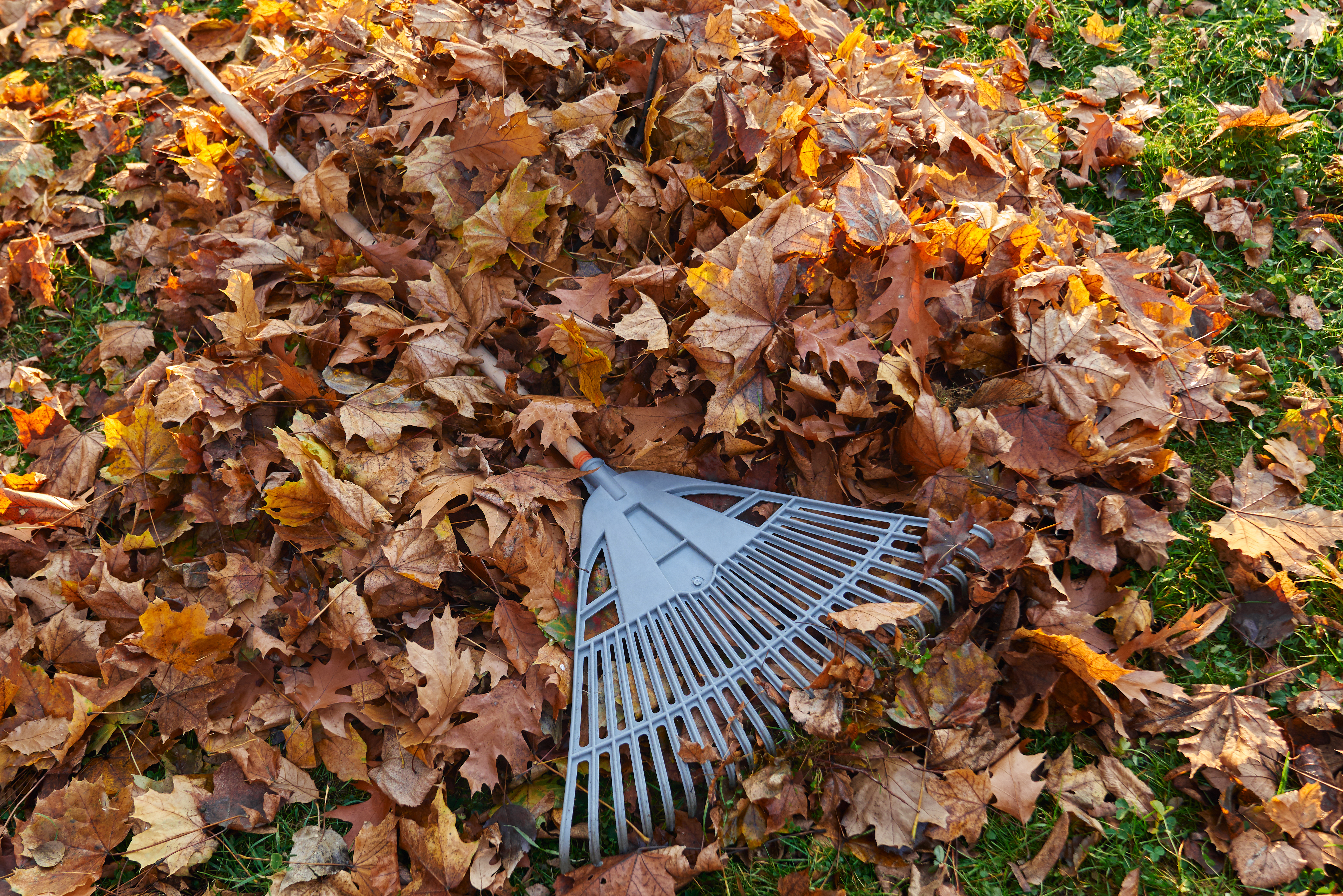 Plastic fan rake atop a pile of leaves