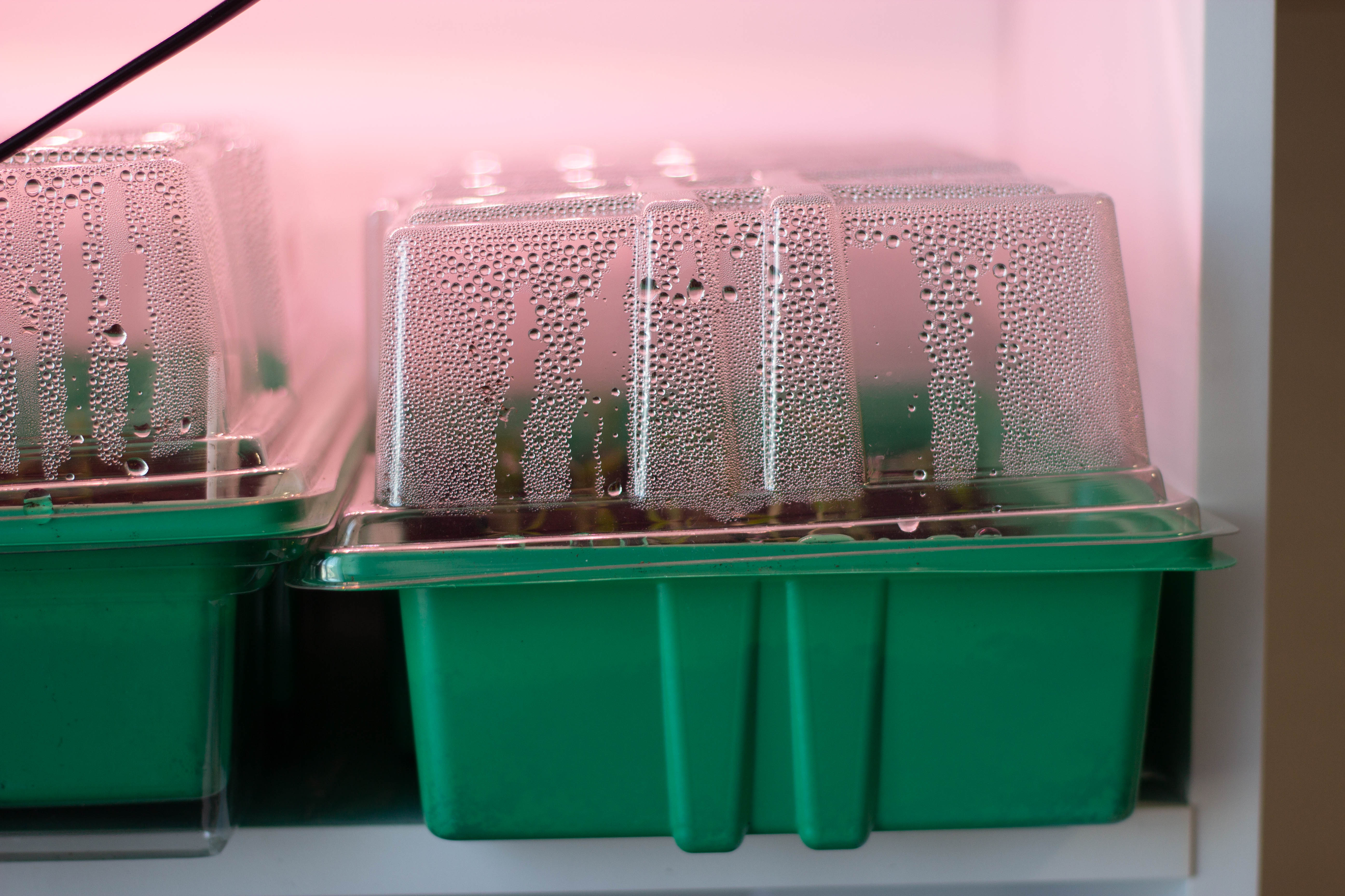Close up of humid seed starting trays in a cold environment