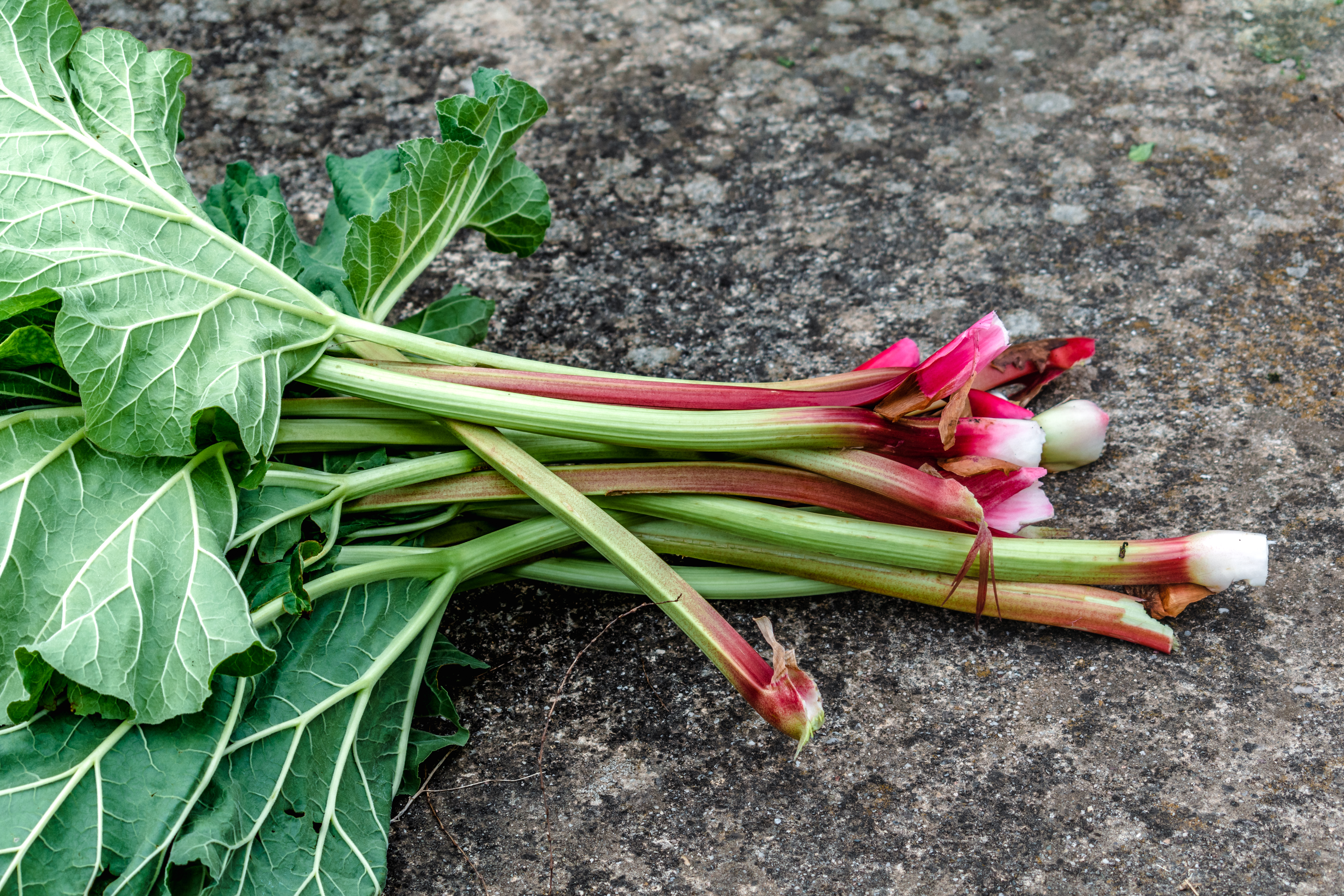 Rhubarb