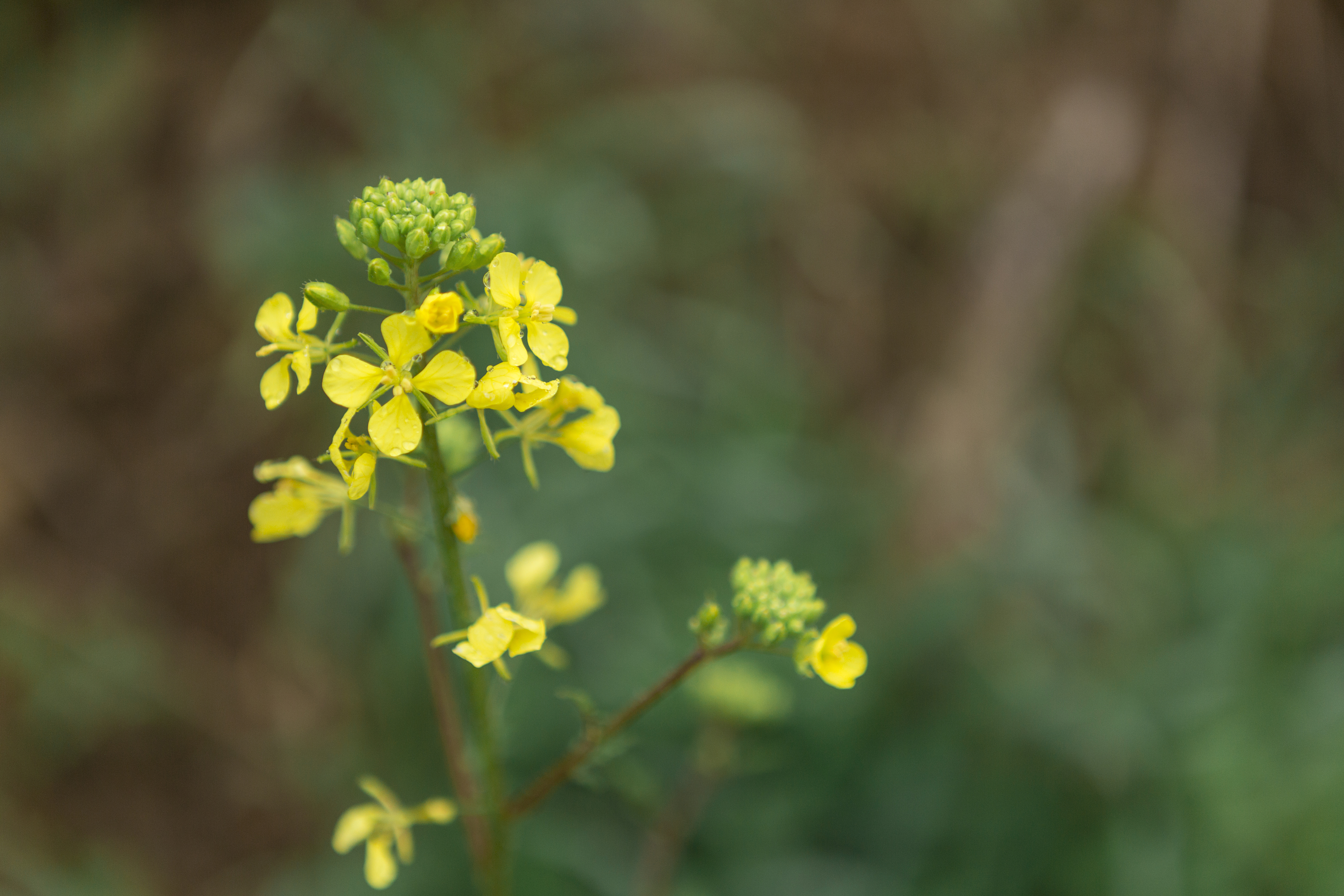 Close-up of a brassica flower, bright yellow petals and a blurred background. 