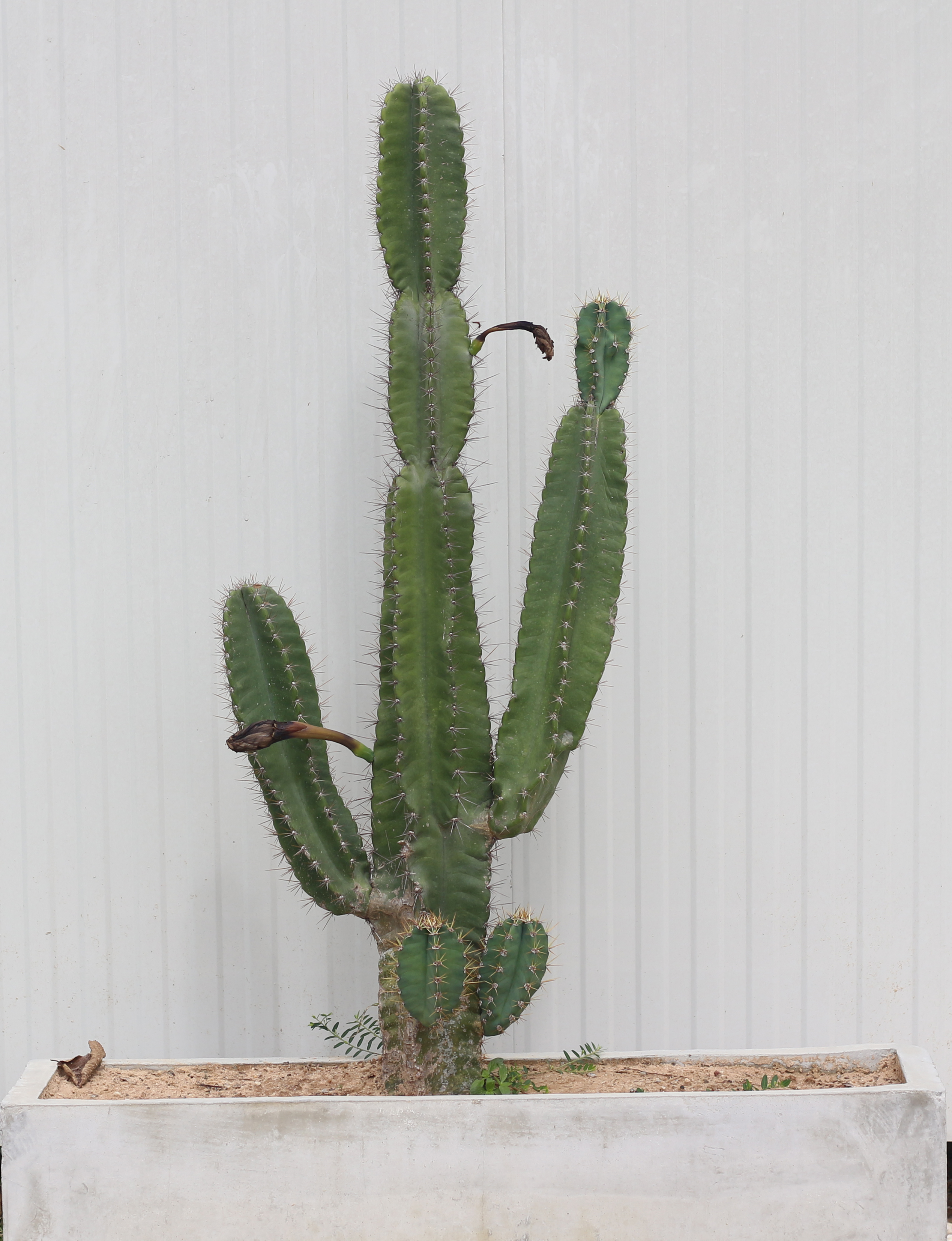 This columnar cactus has clear joints on the stems where the plant constricts.