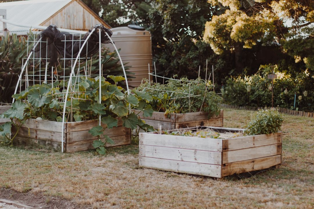 A raised bed garden in the fall