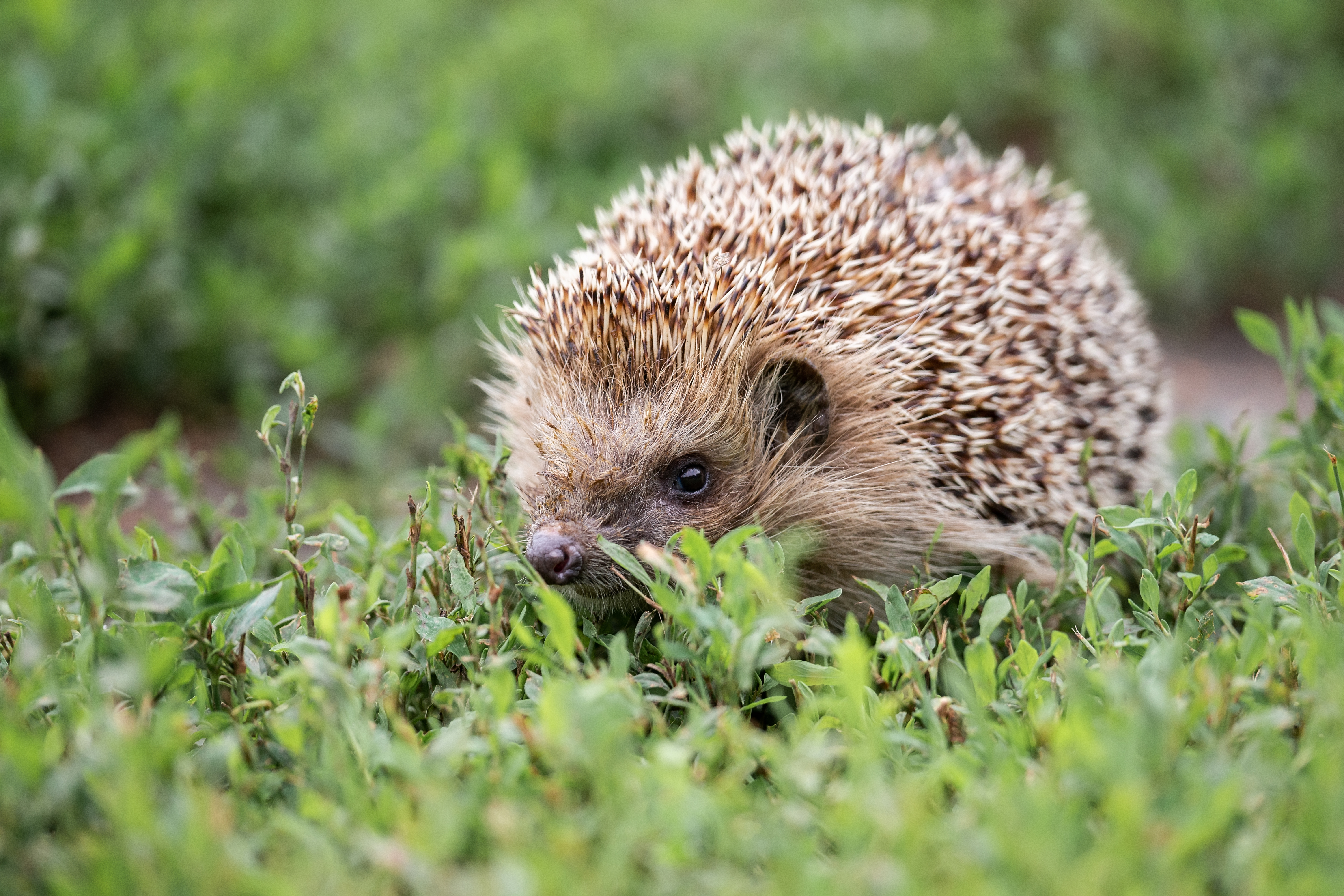 Cute hedgehog walking in between little sprouts of grass
