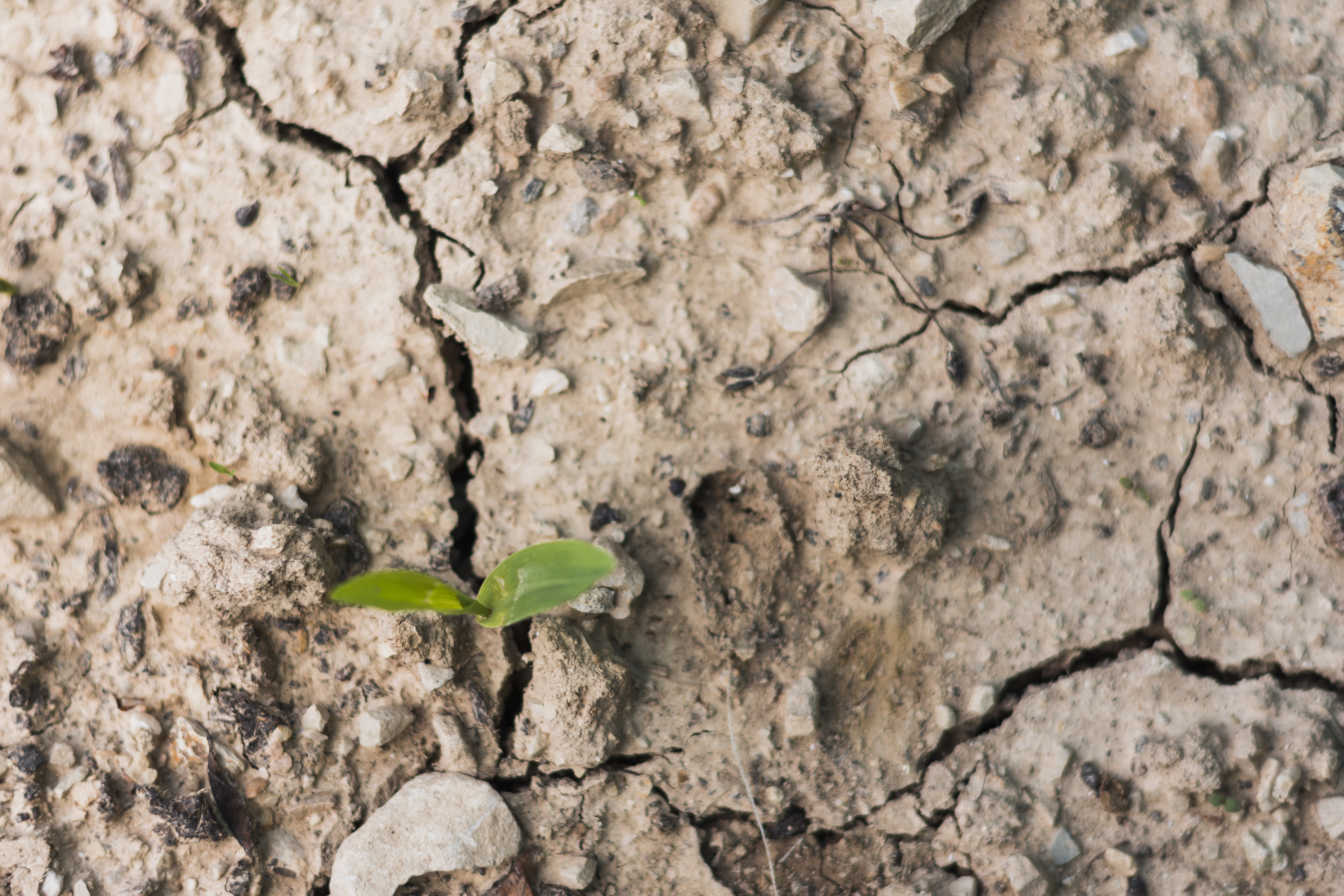Dry, cracked hyrdophobic ground
