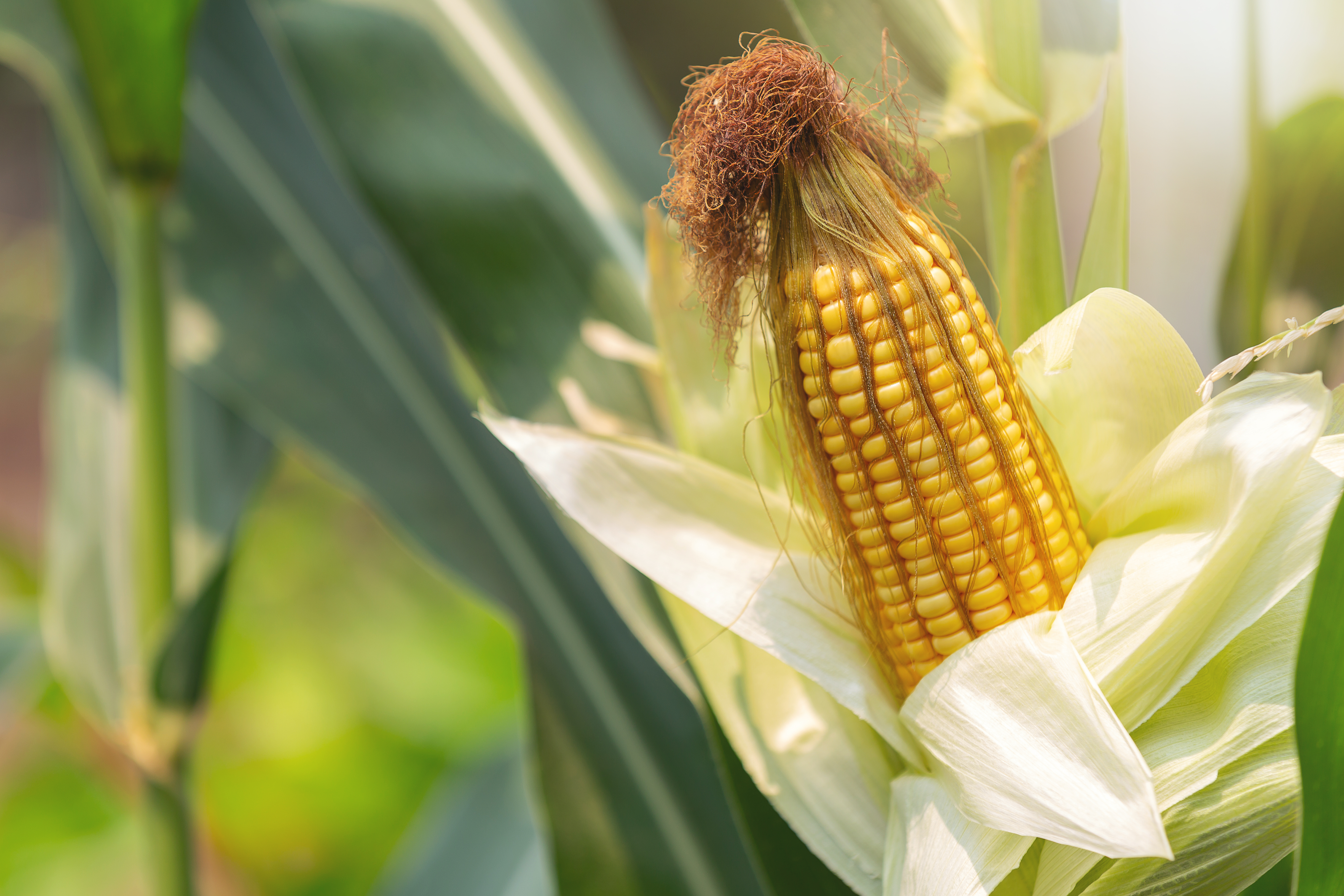 Corn ready to harvest