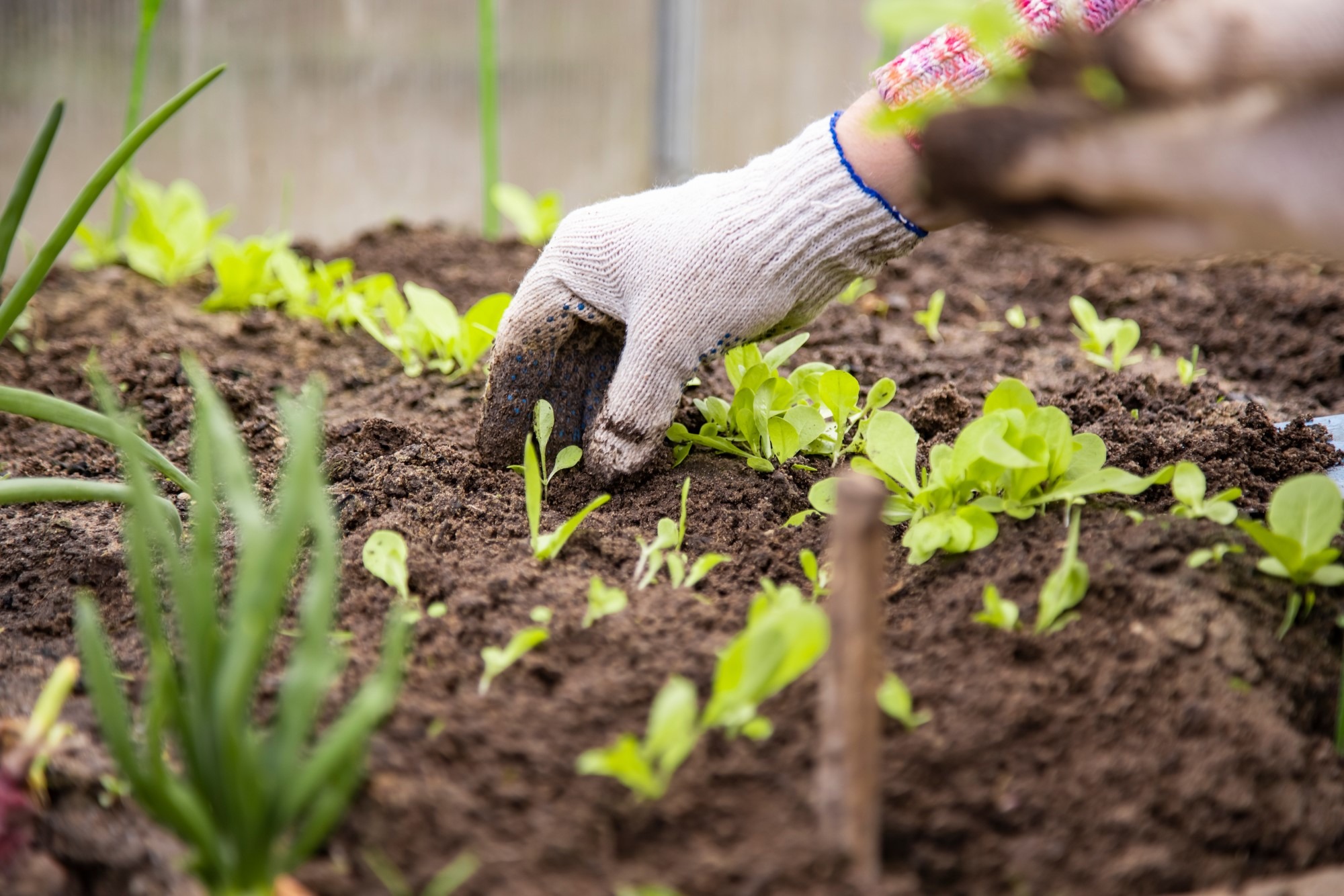 A hand working with young seedlings in a garden