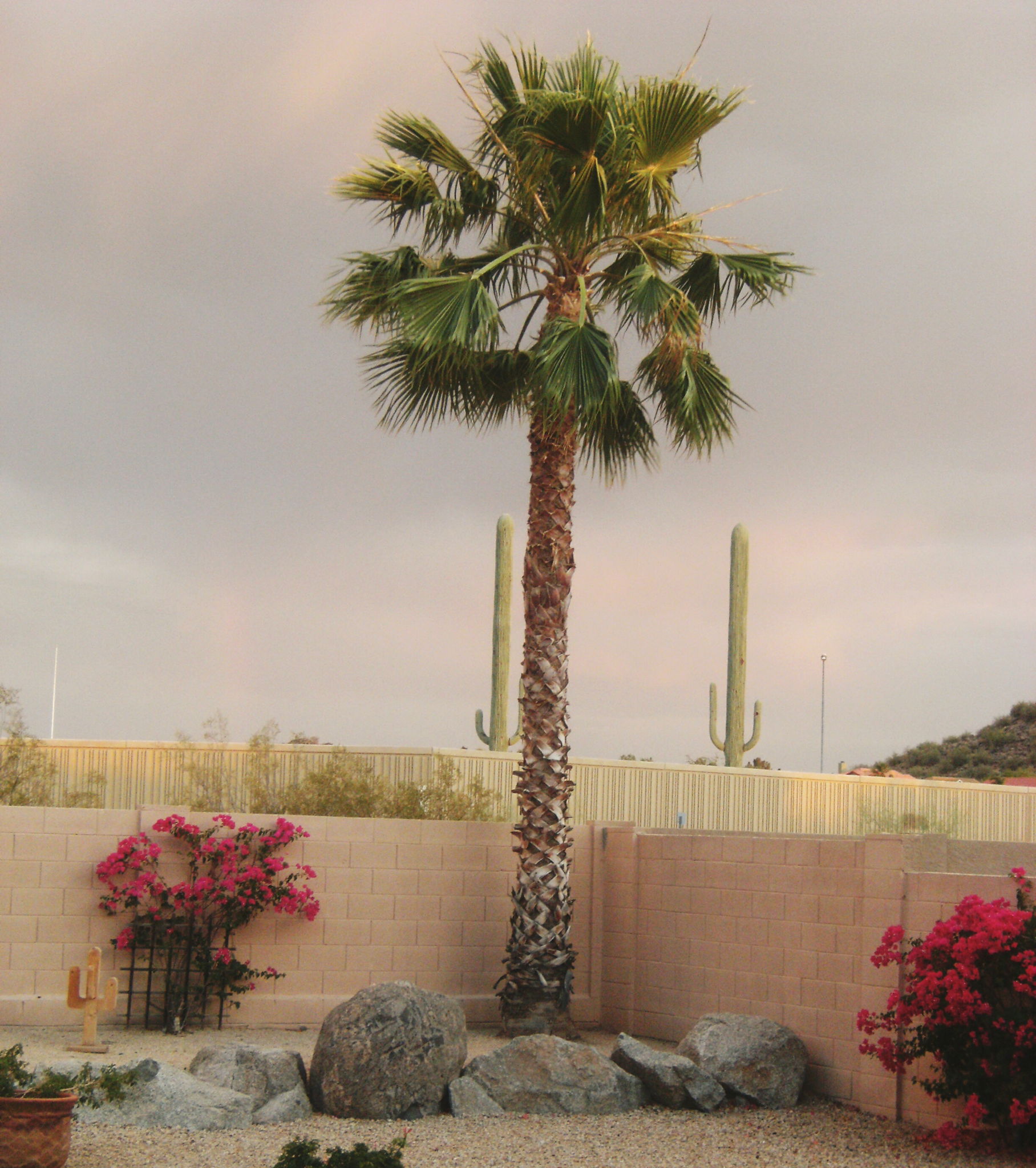 Thermal mass planting can help plants survive the cold weather.