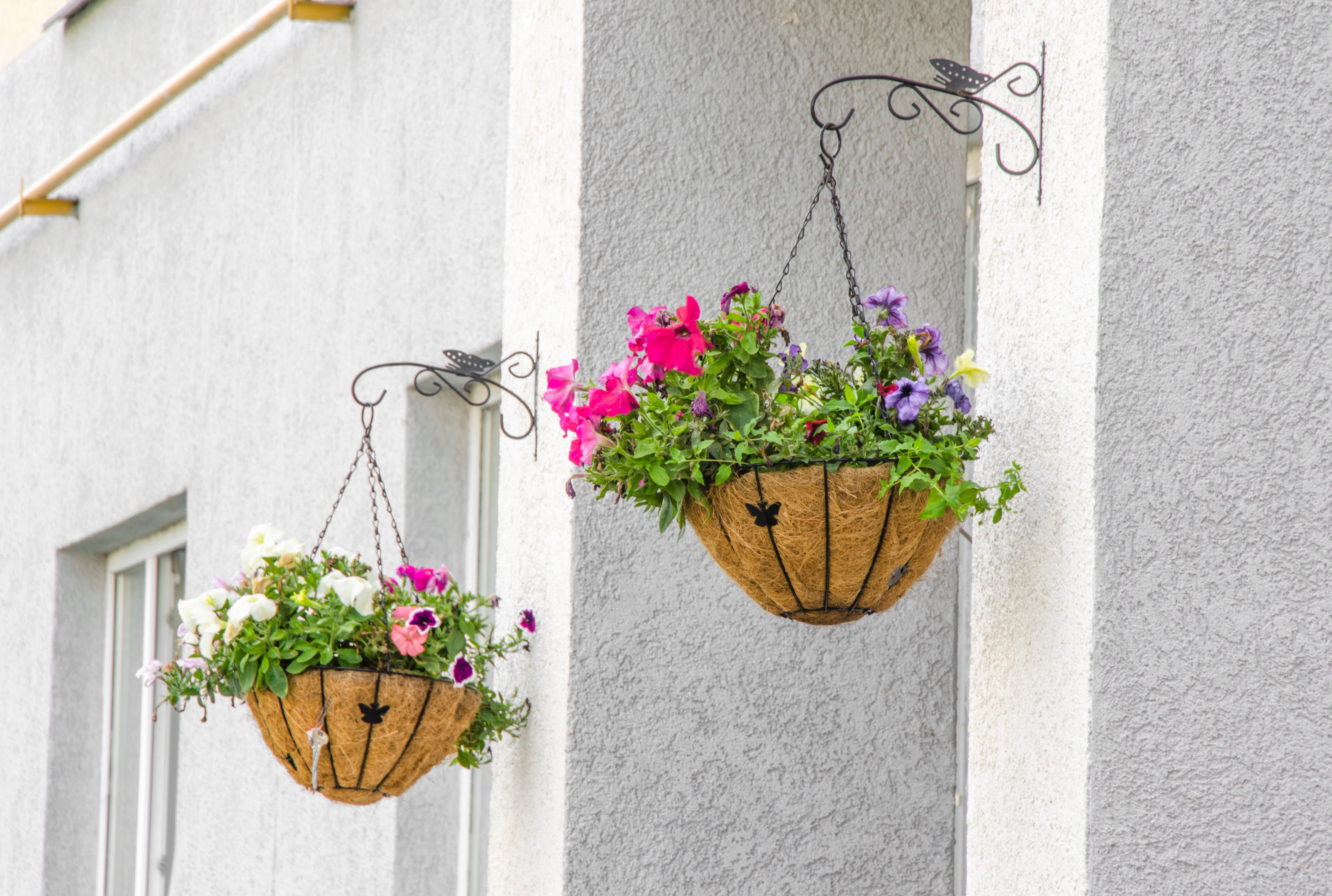hanging baskets on outdoor wall with flowers