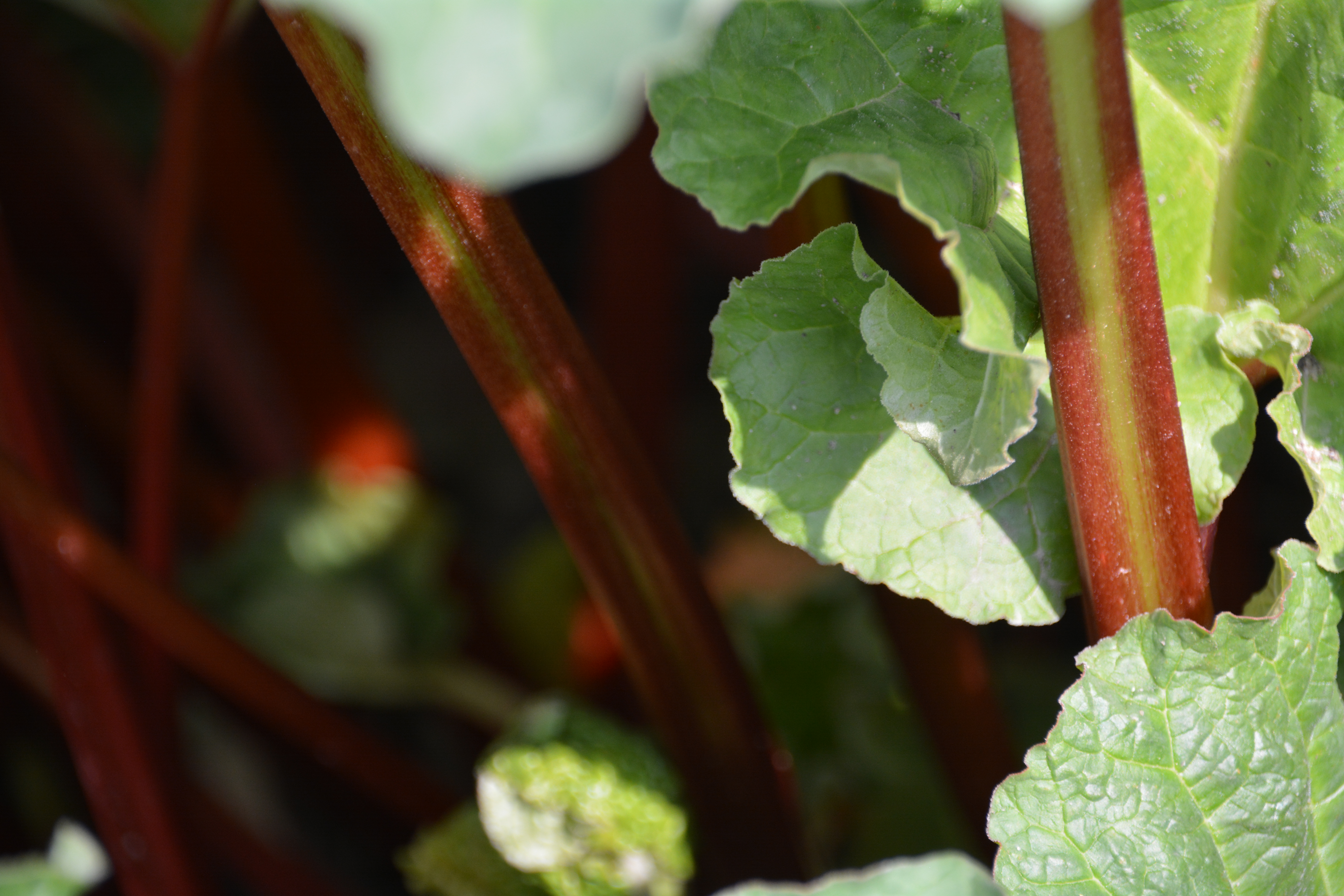 Rhubarb growing in part shade