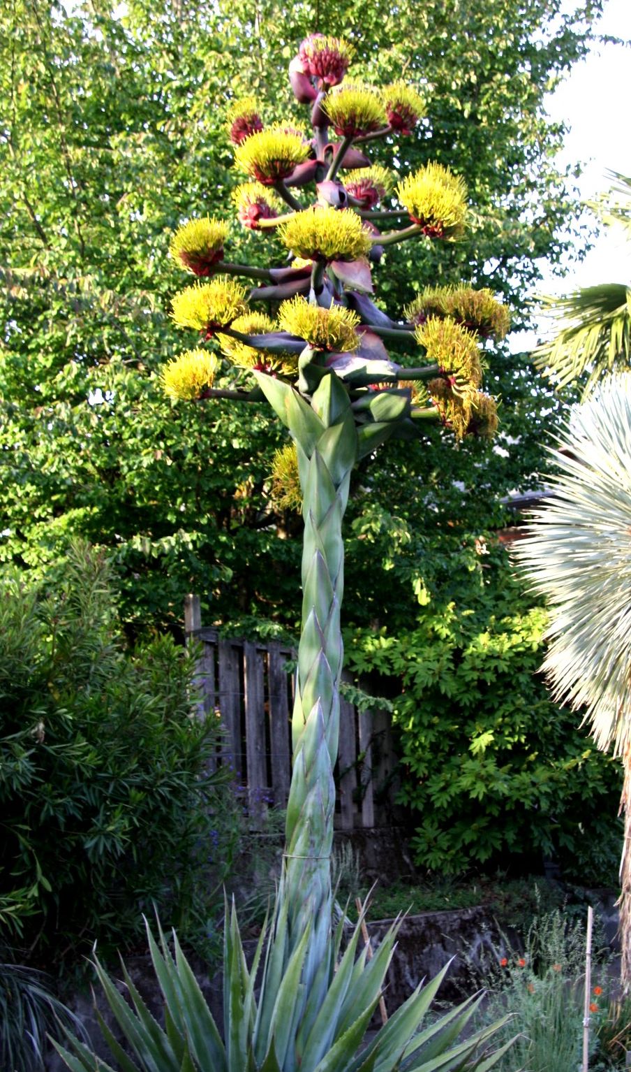 Flowering agave montana