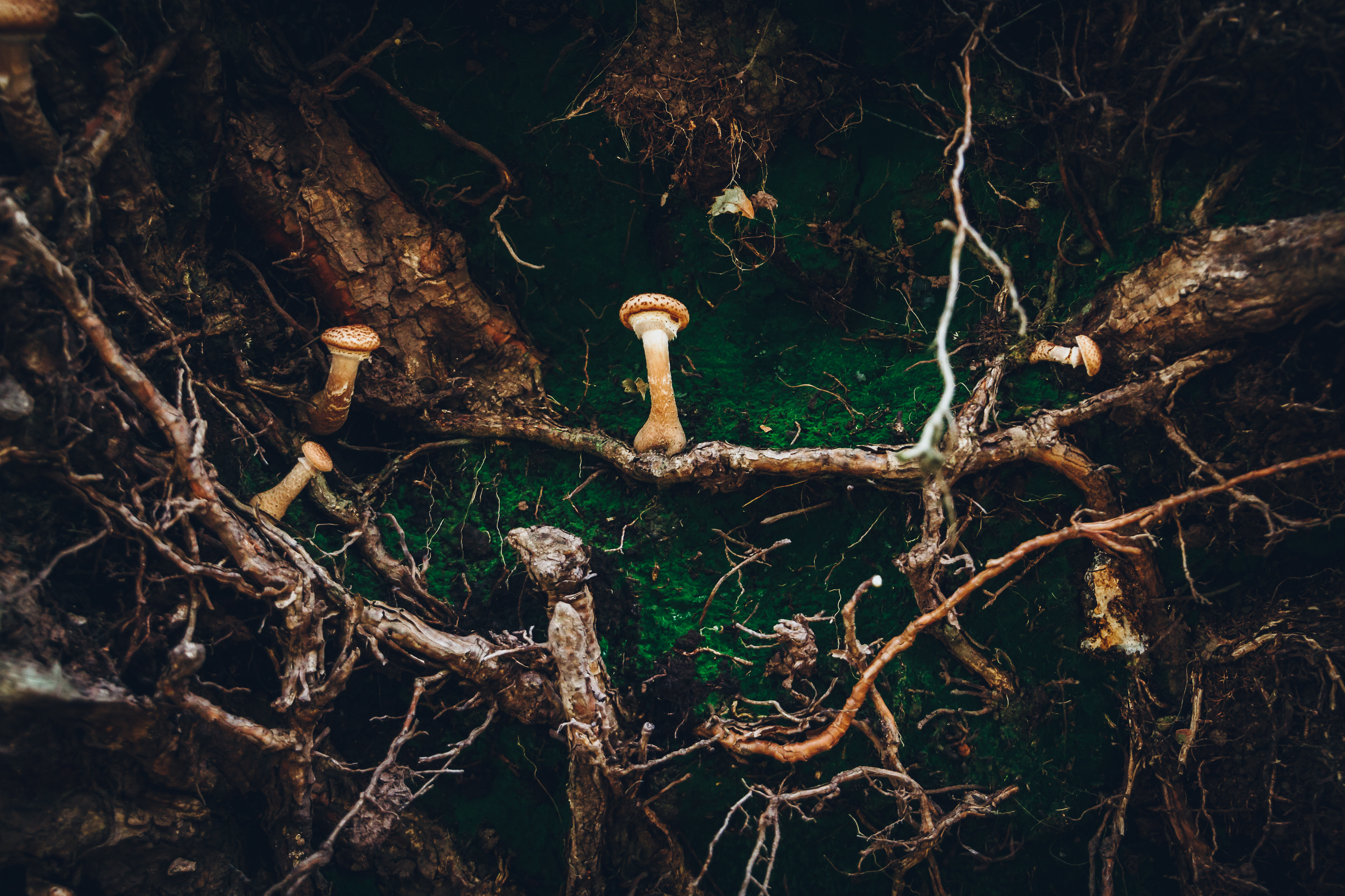 Mushrooms and roots on a field 