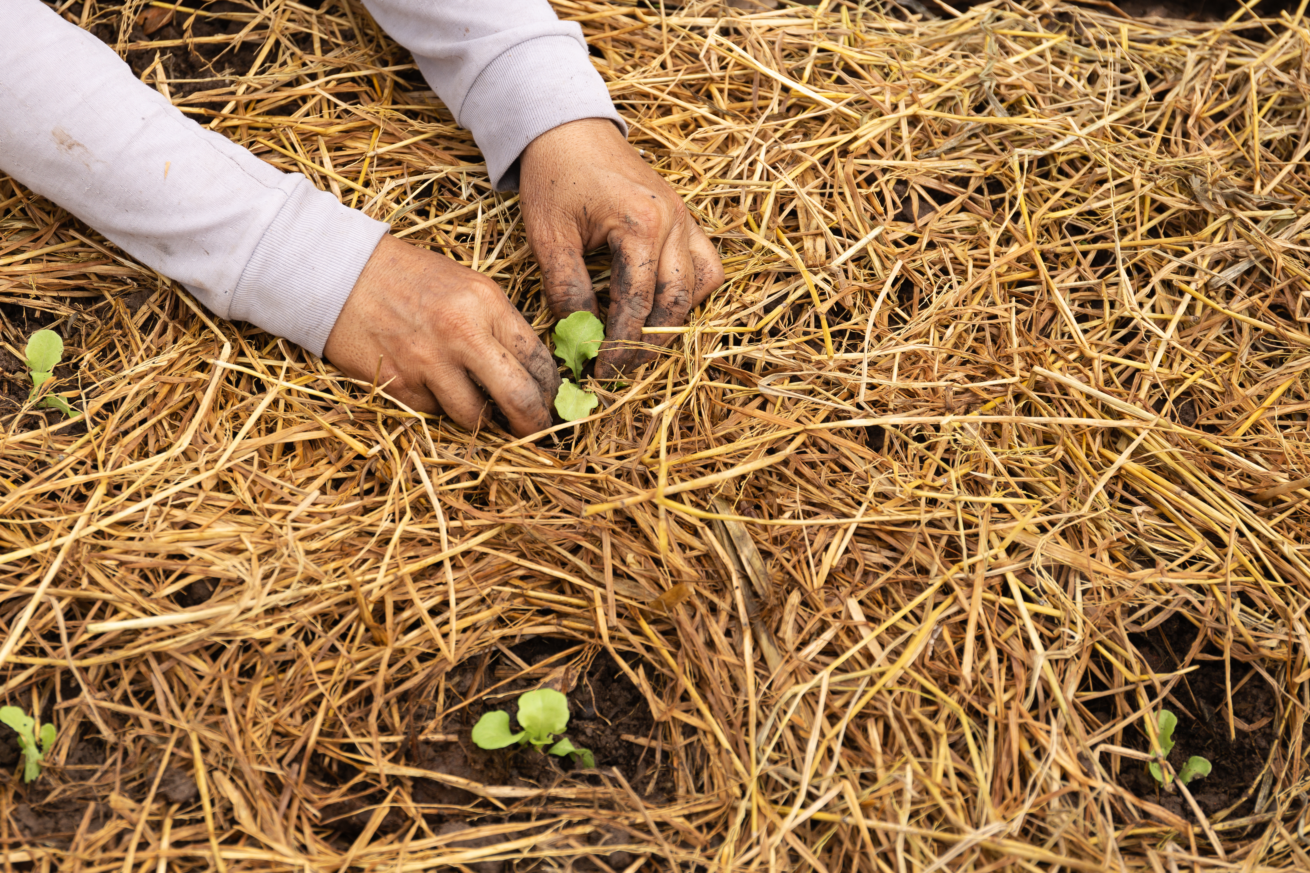 Hands of woman with light purple sleeves mulching around small lettuce seedlings
