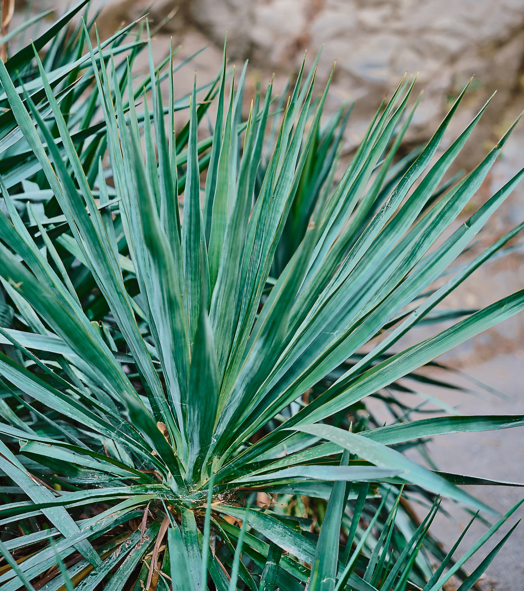 Yucca plant growing in a garden