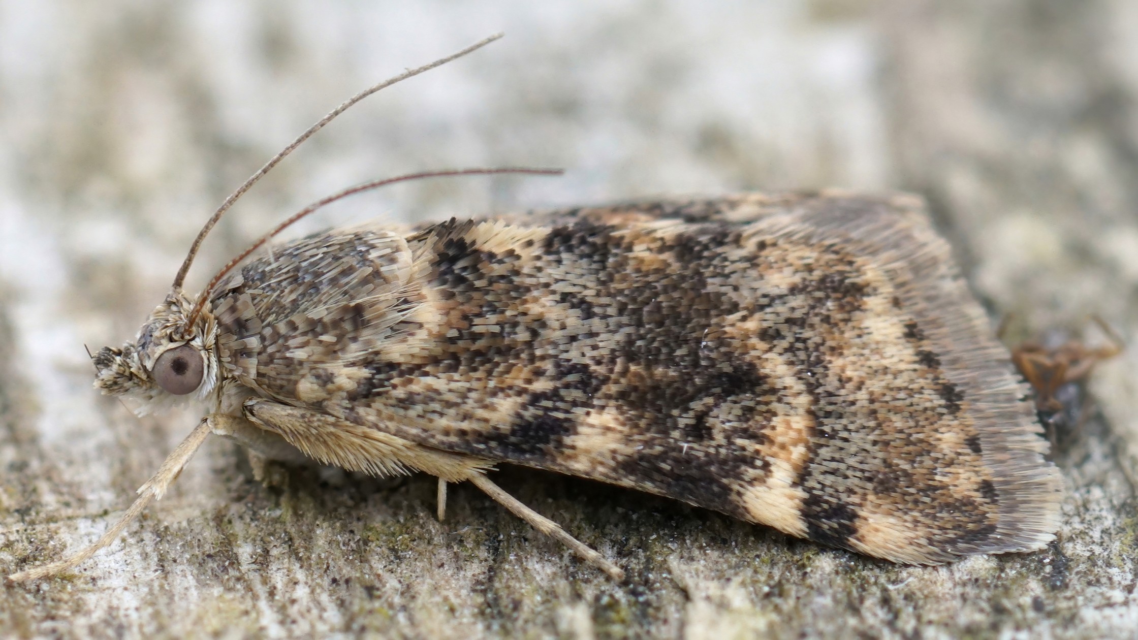 A close-up of a gray moth on a gray background