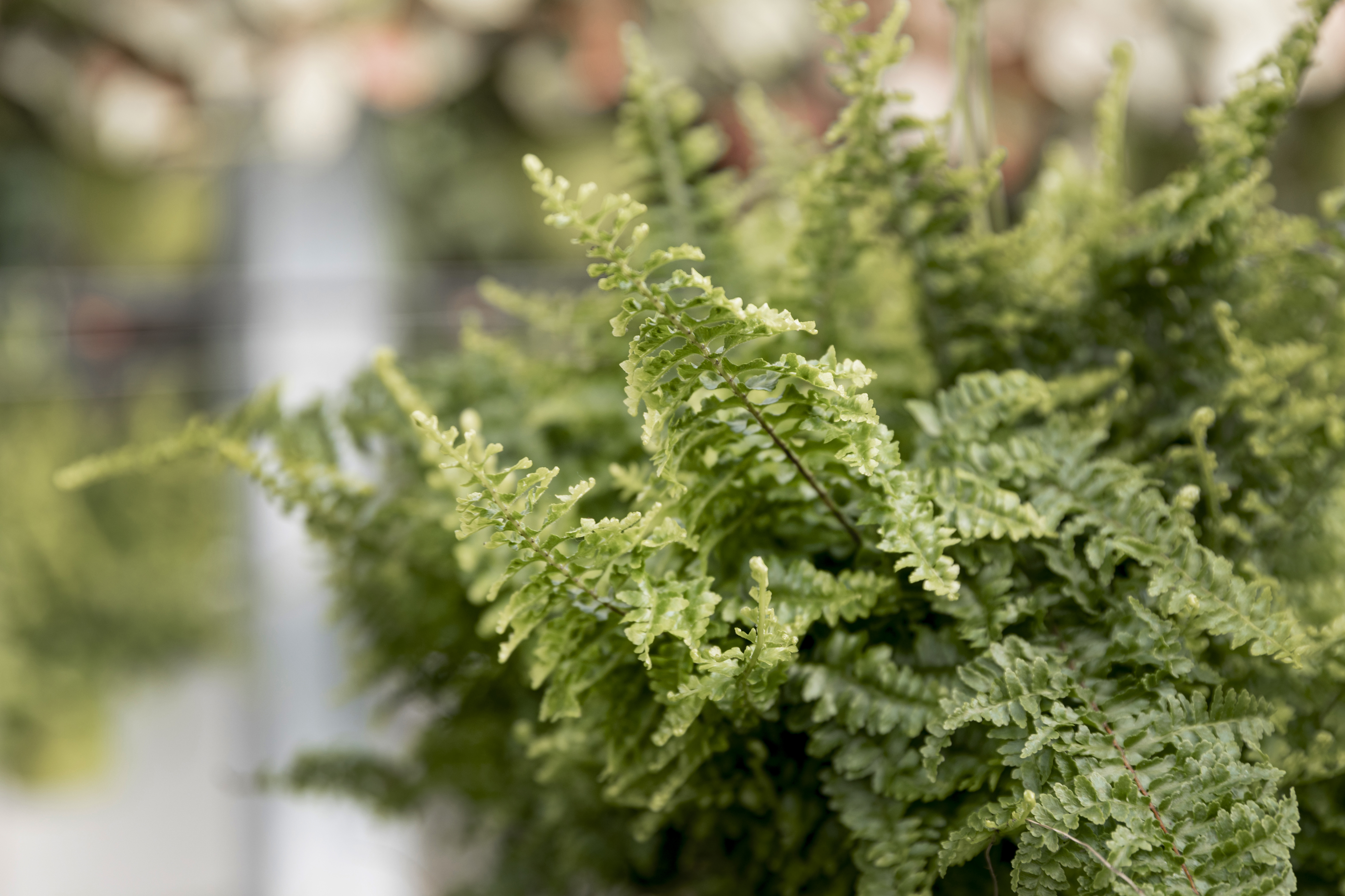 Close up of a green fern in a garden