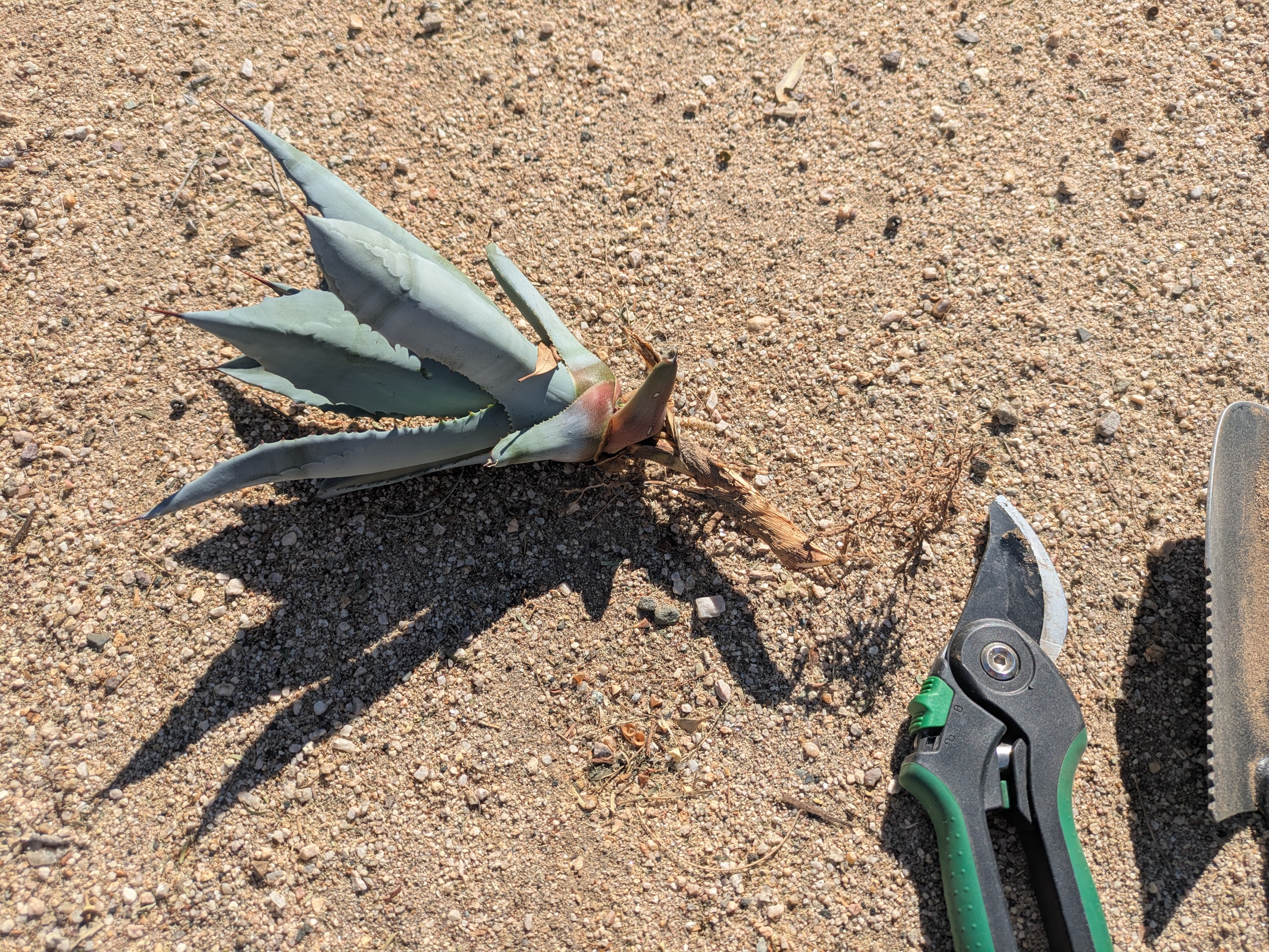 Agave pup with tuber