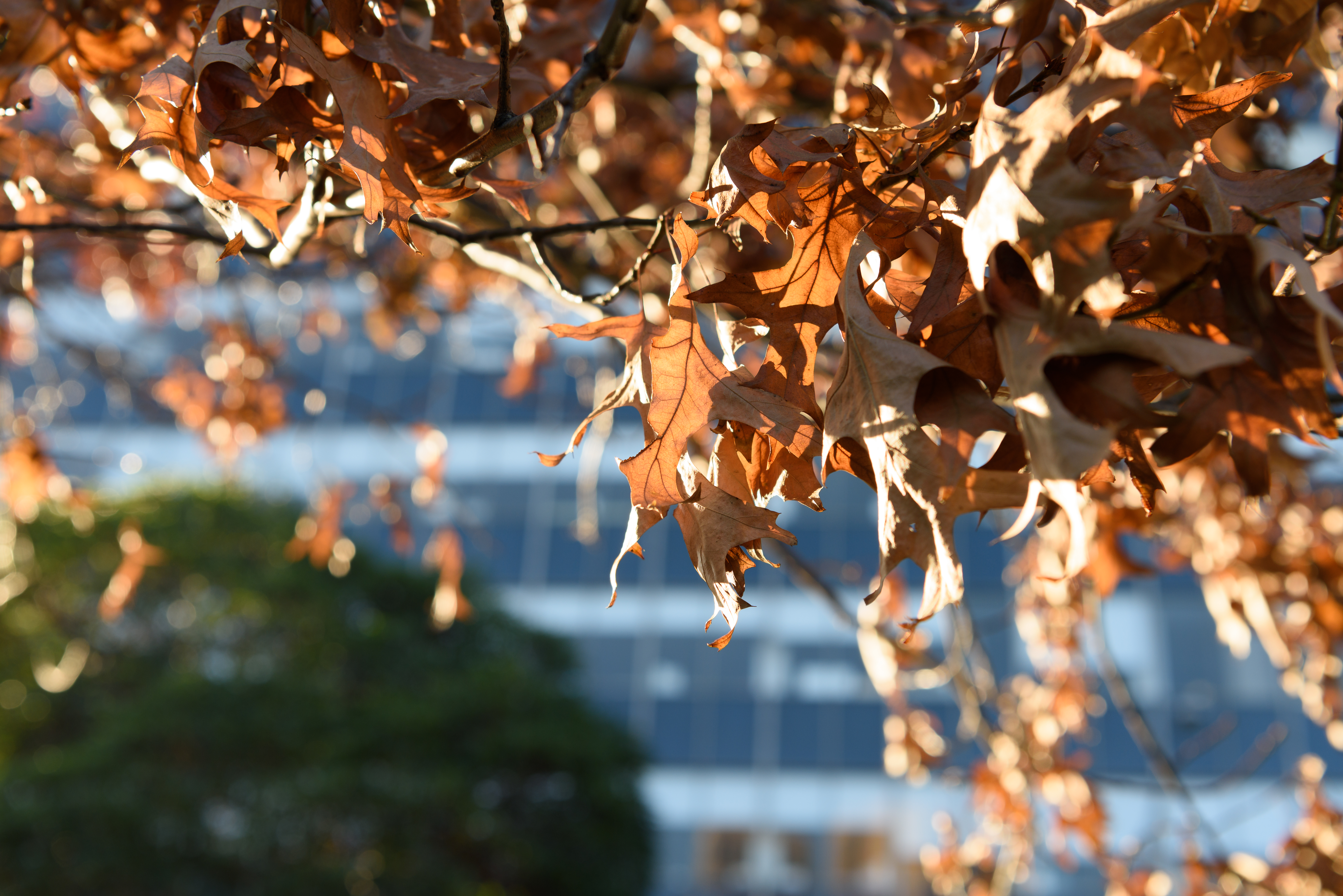 Tree with dead leaves in the Fall