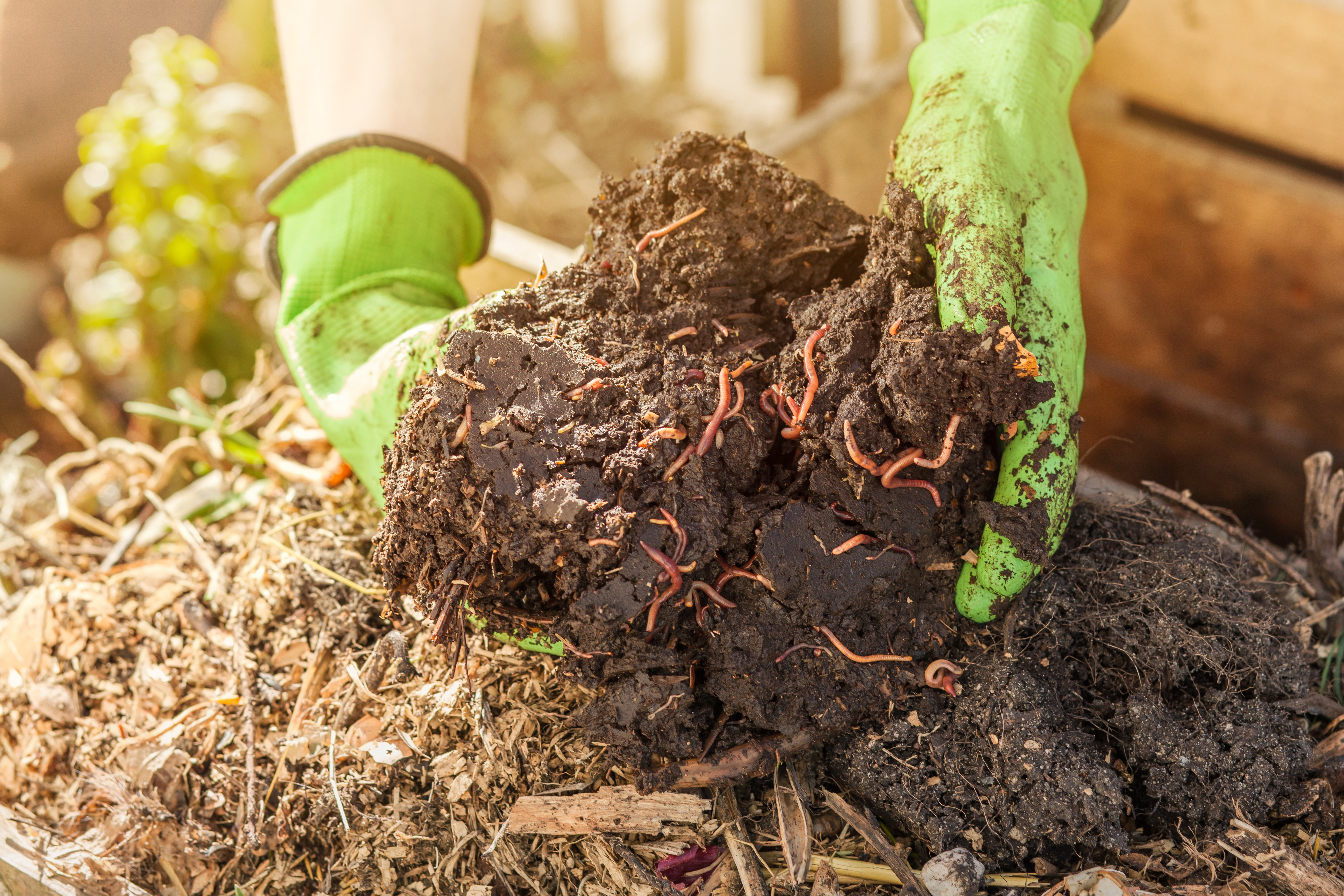 Compost with healthy soil structure and garden worms