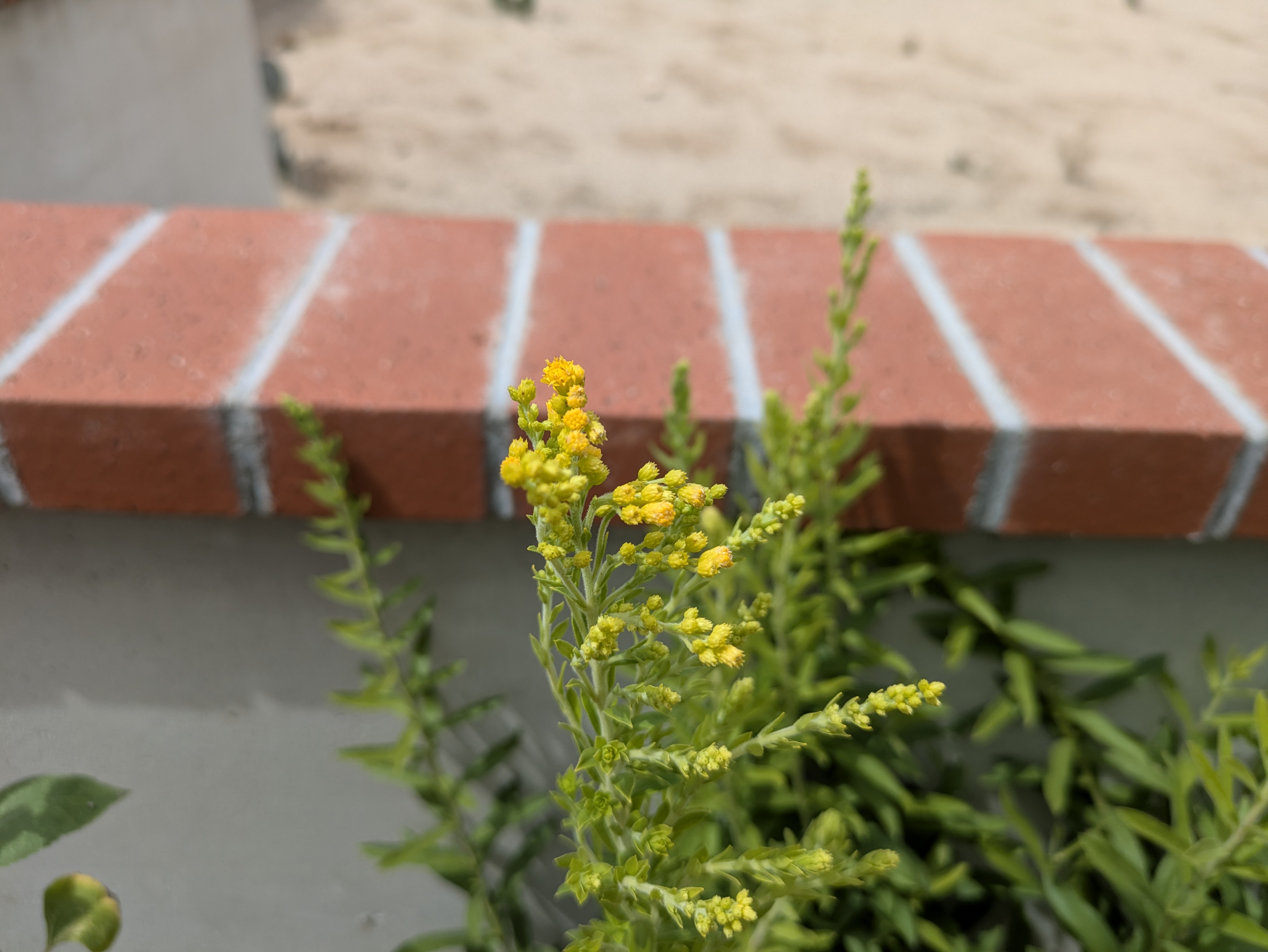 Yellow goldenrod flowers