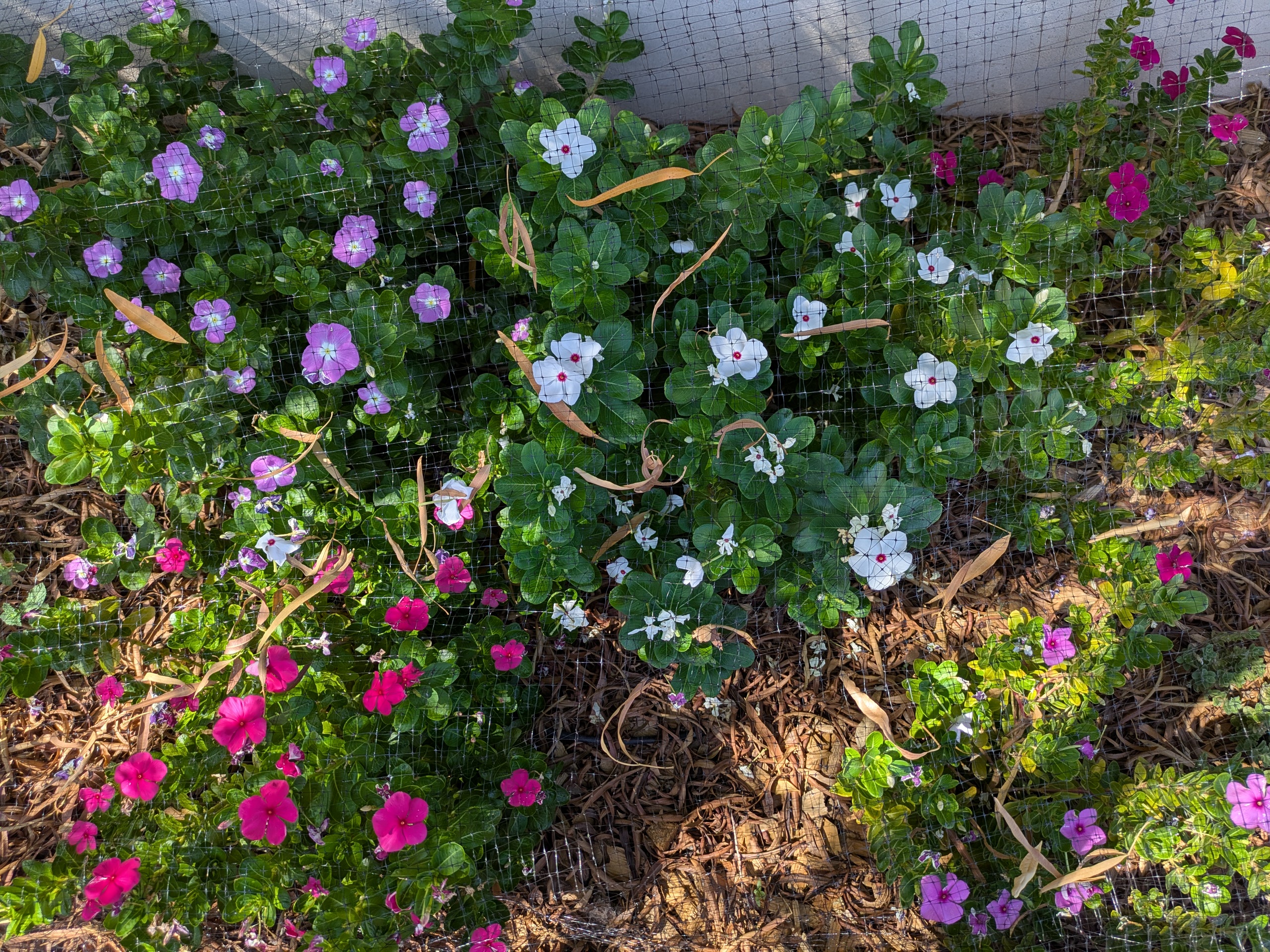 Vinca growing beneath netting
